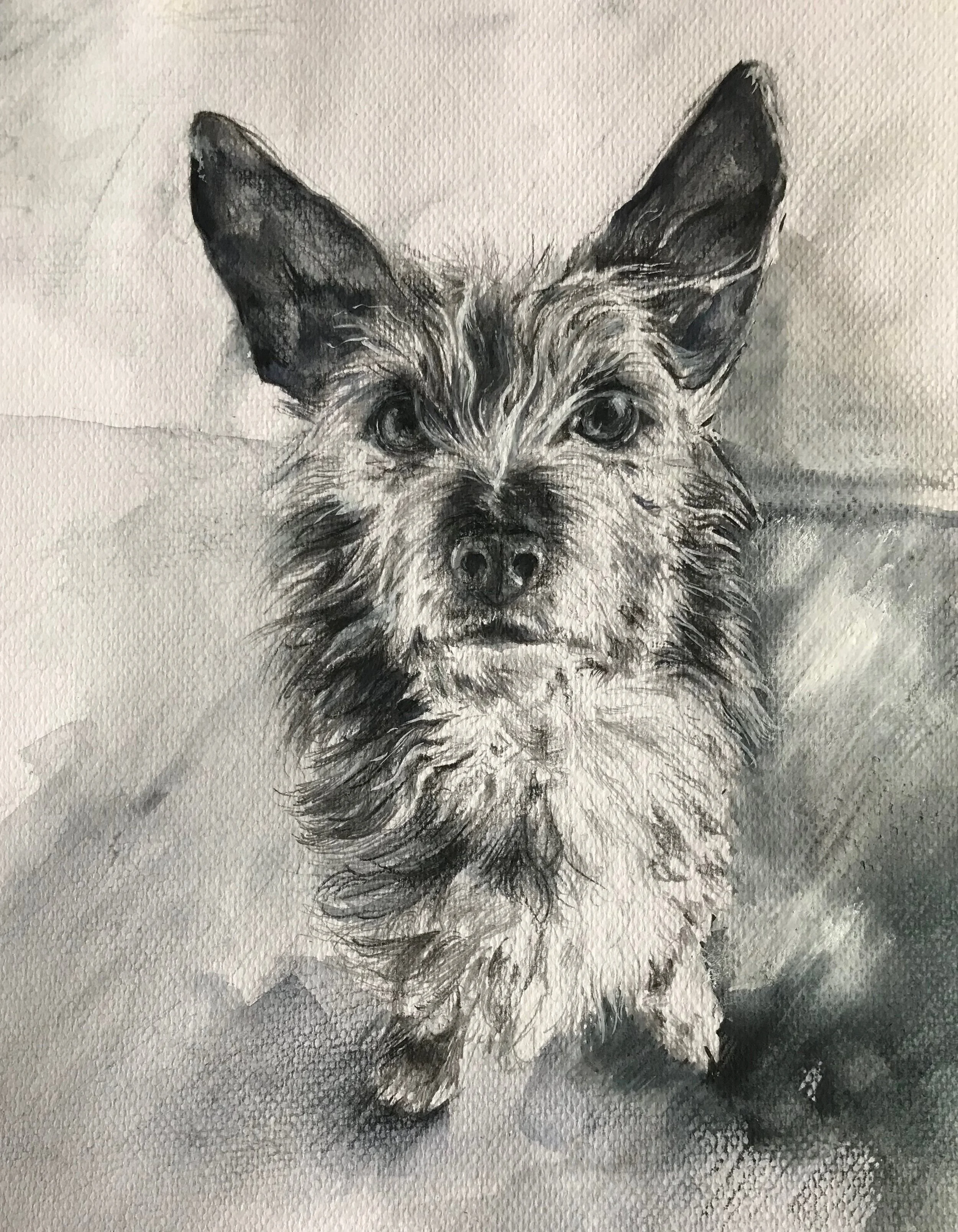 Black and White drawing of dog