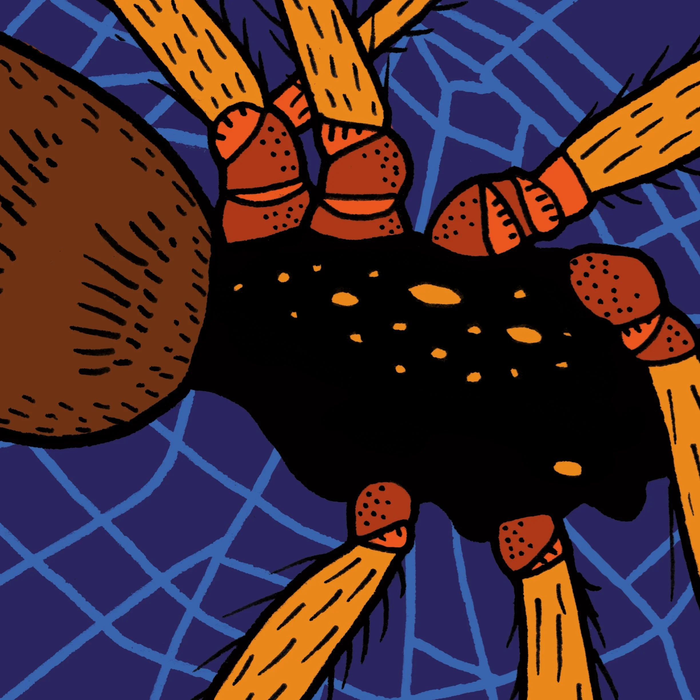 Spider1.jpg