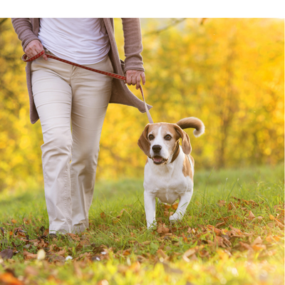 Dog-walking.png