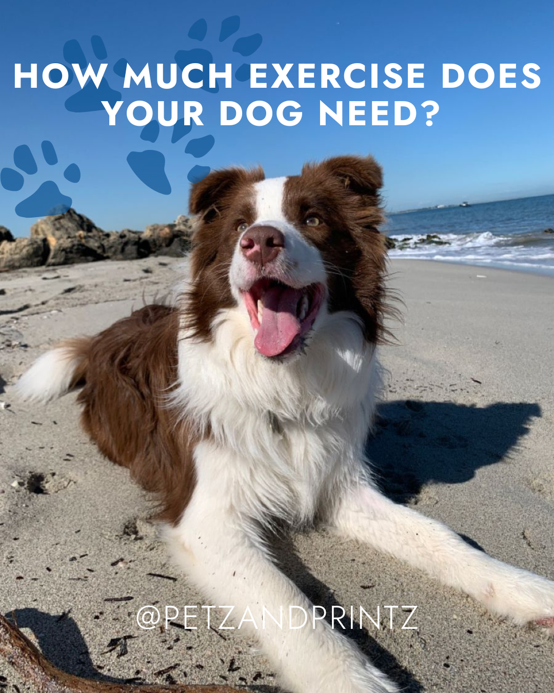 How much exercise does your dog need .png