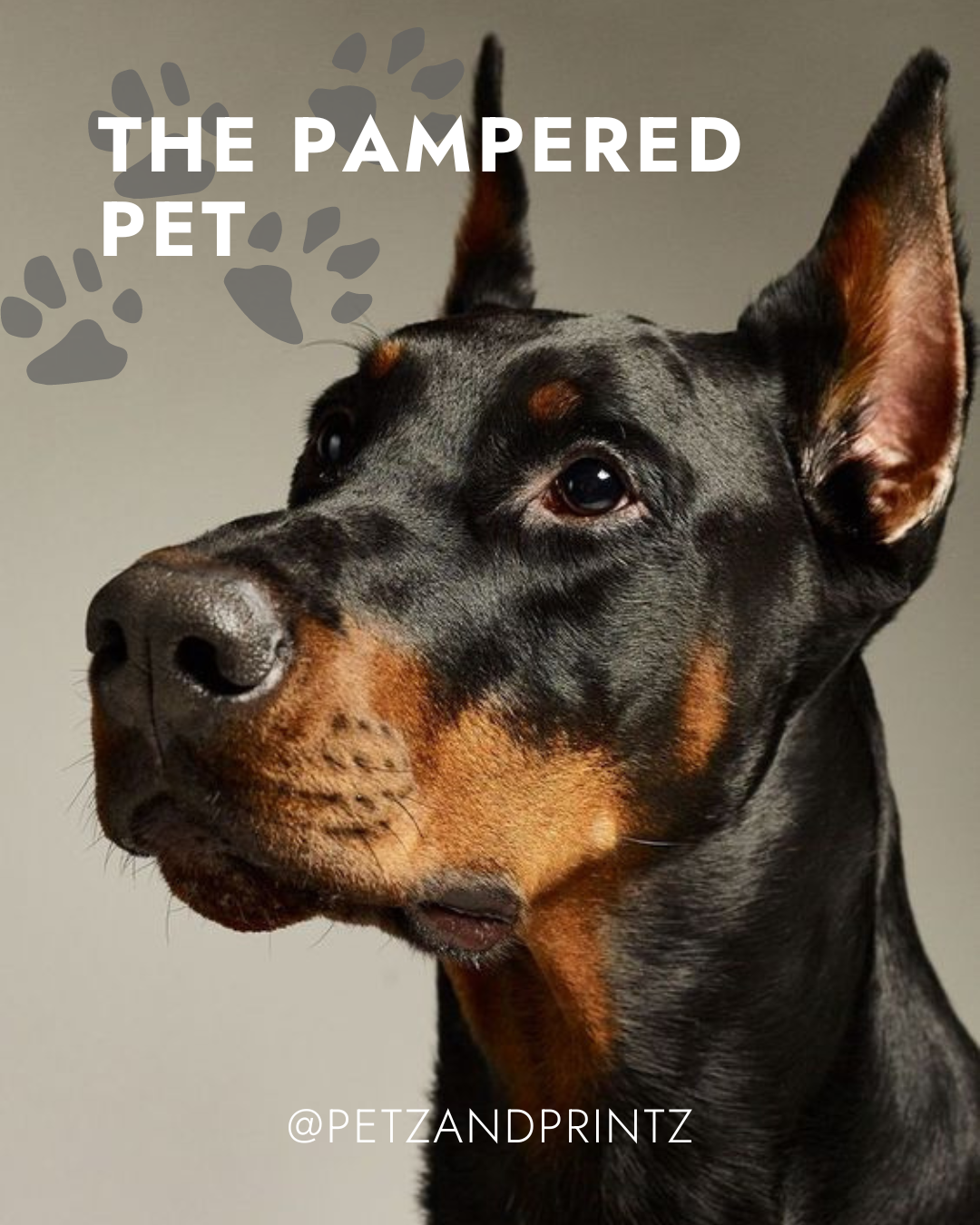 THE PAMPERED PET.png