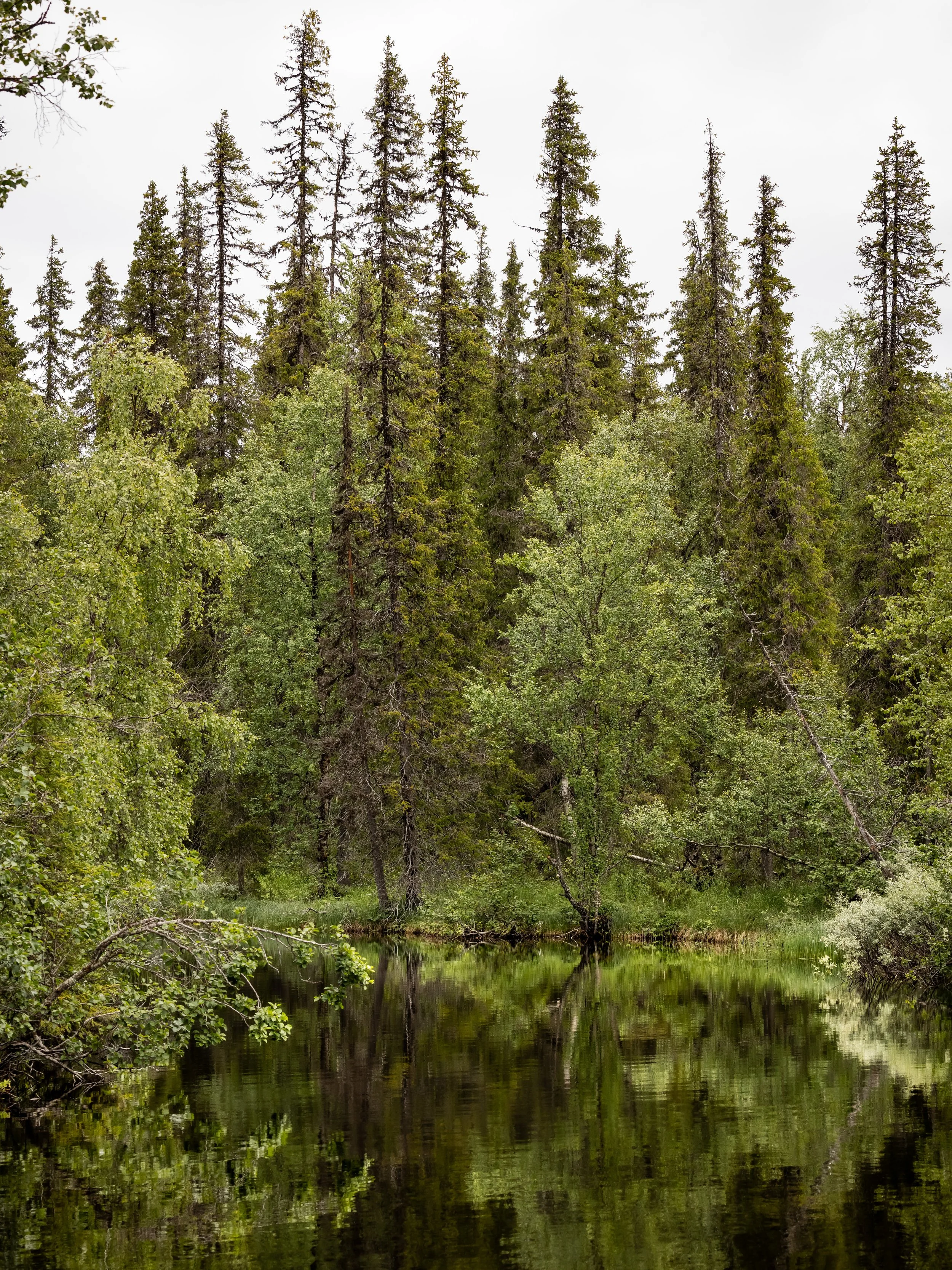 SämrekvalitetAL7A6107.JPG