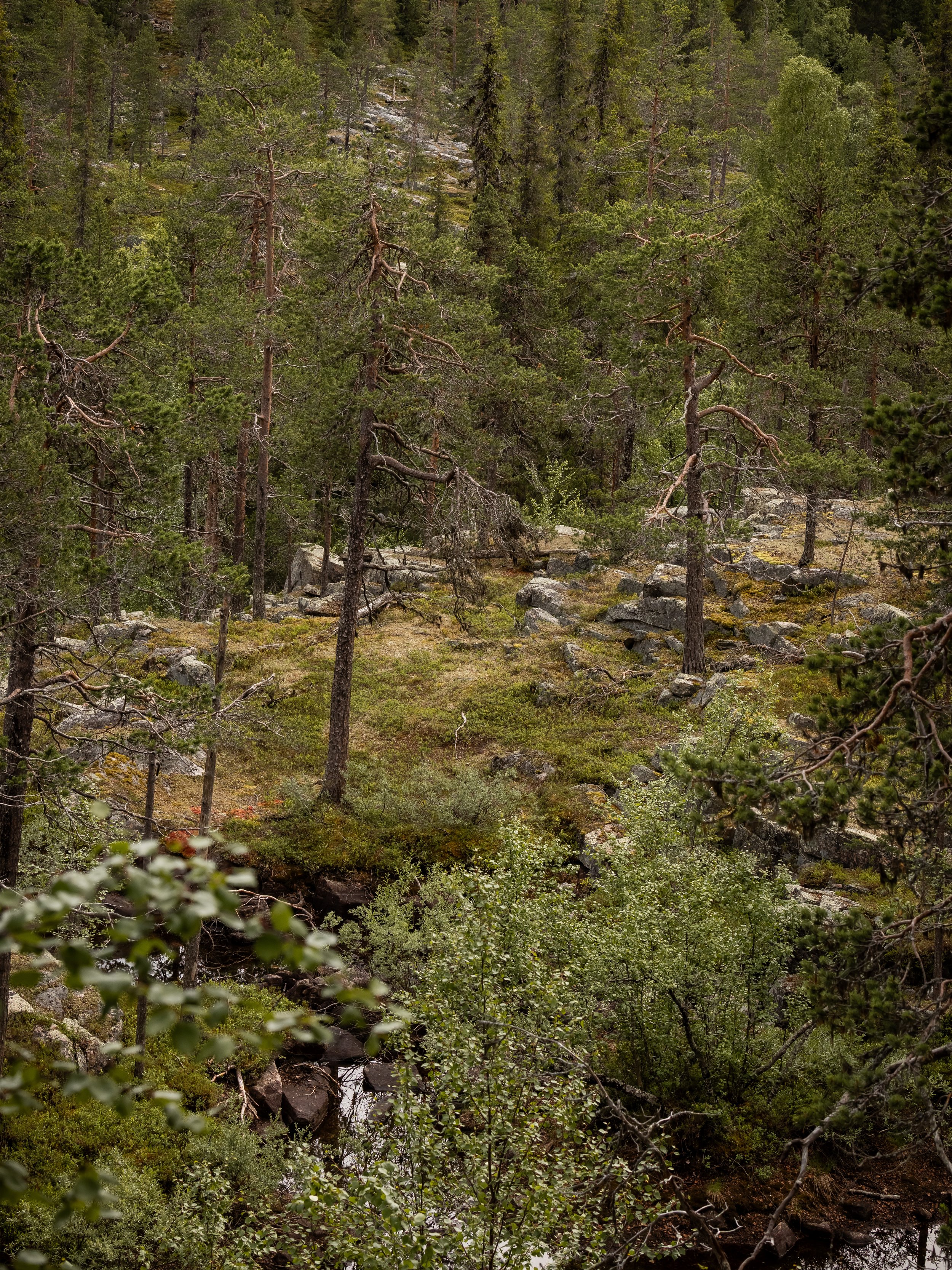 SämrekvalAL7A6146.JPG