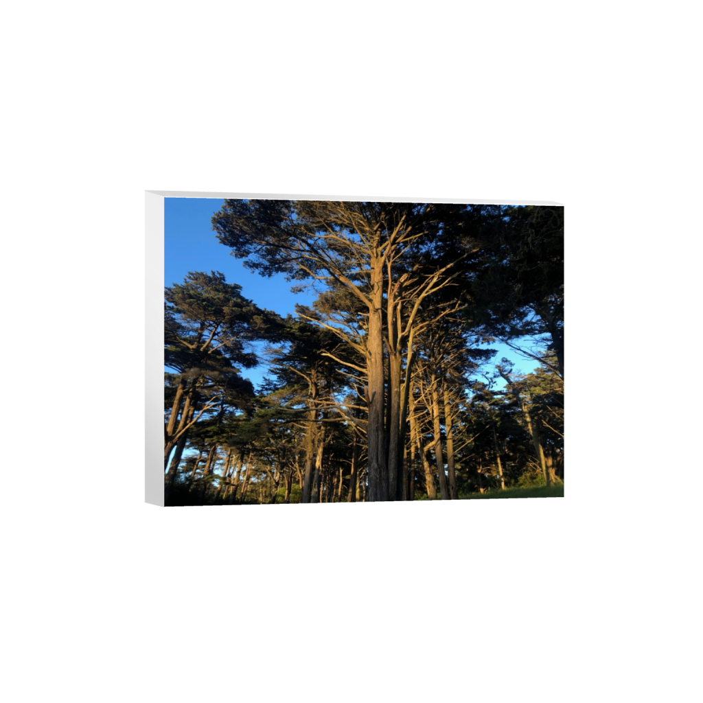 canvas_rectangle3_4_0_0_4032_3024_0_false_ffffff_0_0.png