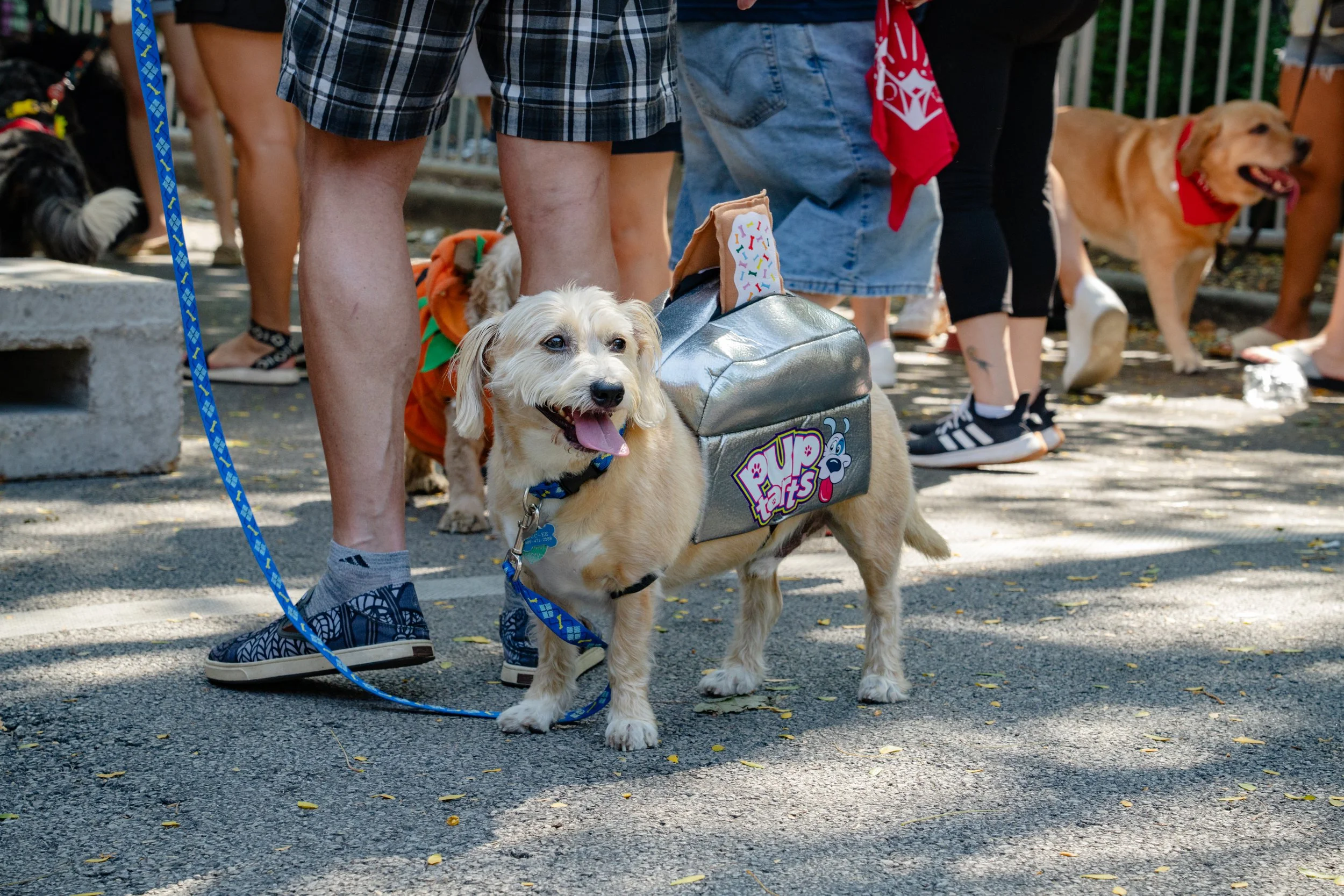 dog-parade_pup-tarts-2024-101.jpg