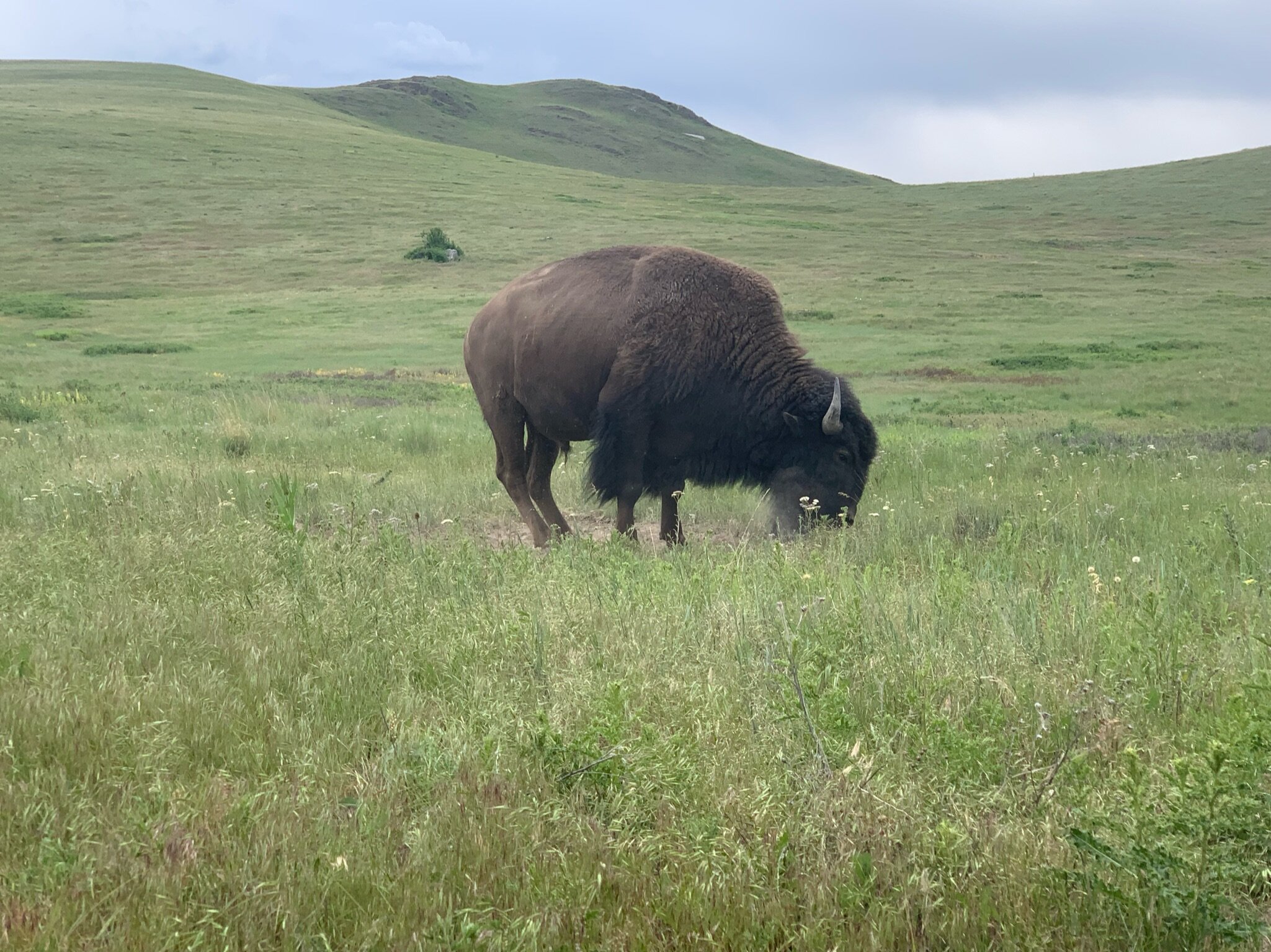 A bison at the National Bison Range in Charlo, Montana