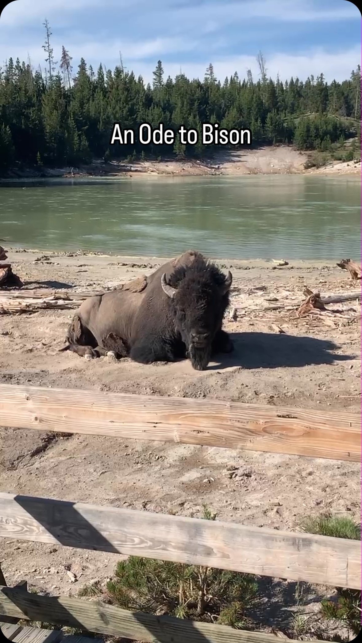 Apparently it’s #nationalbisonmonth so…an ode to all the Bison we saw on our Idaho, Montana, and Wyoming road trip to @yellowstonenps @glaciernps and @grandtetonnps.
Check out the link in our bio for a full itinerary of our trip!
#tr