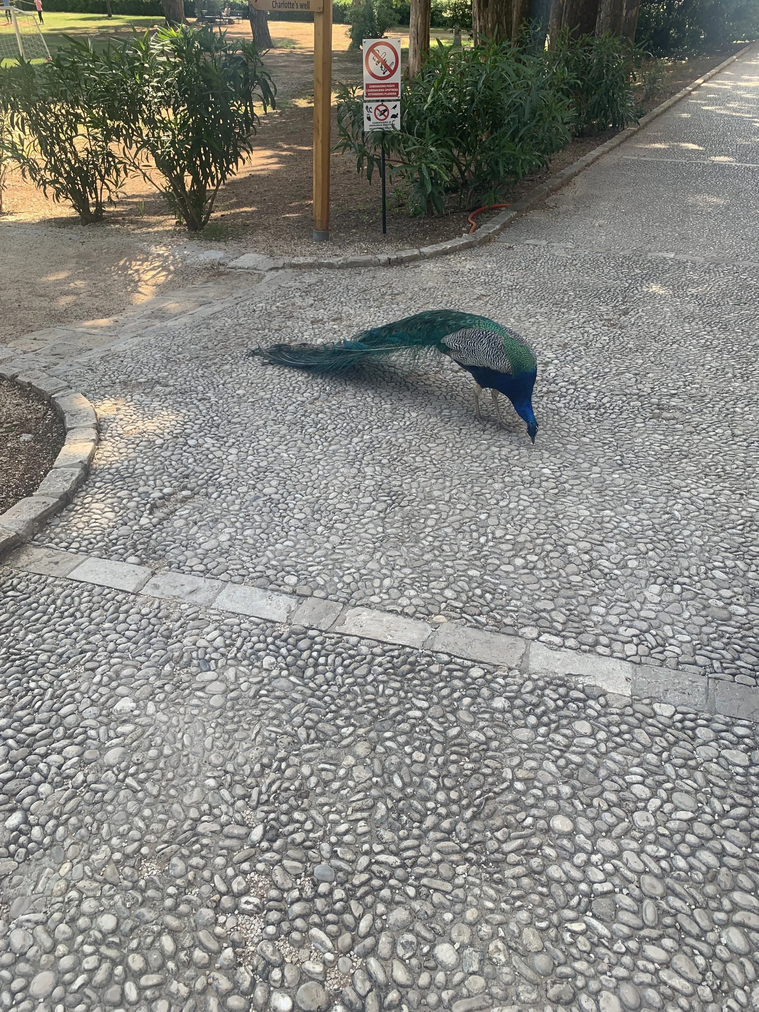 A peacock on Lokrum Island in Dubruvnik