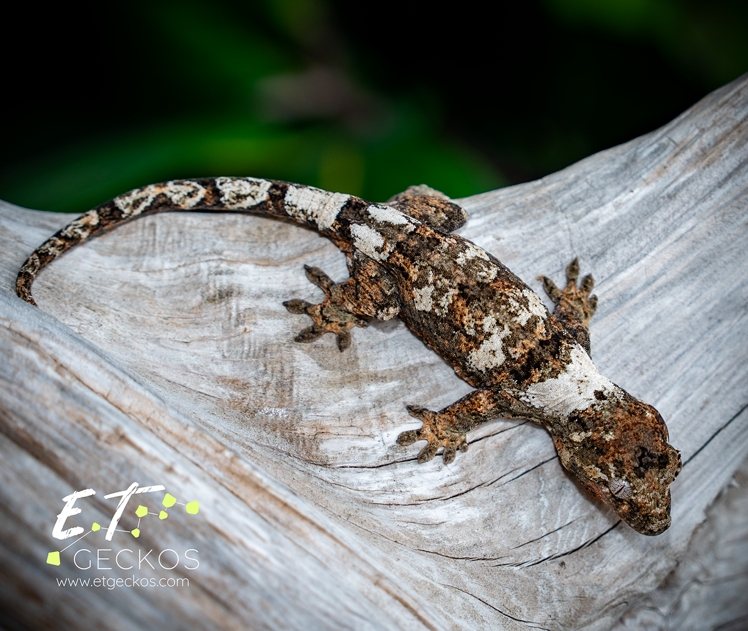 High white chahoua gecko