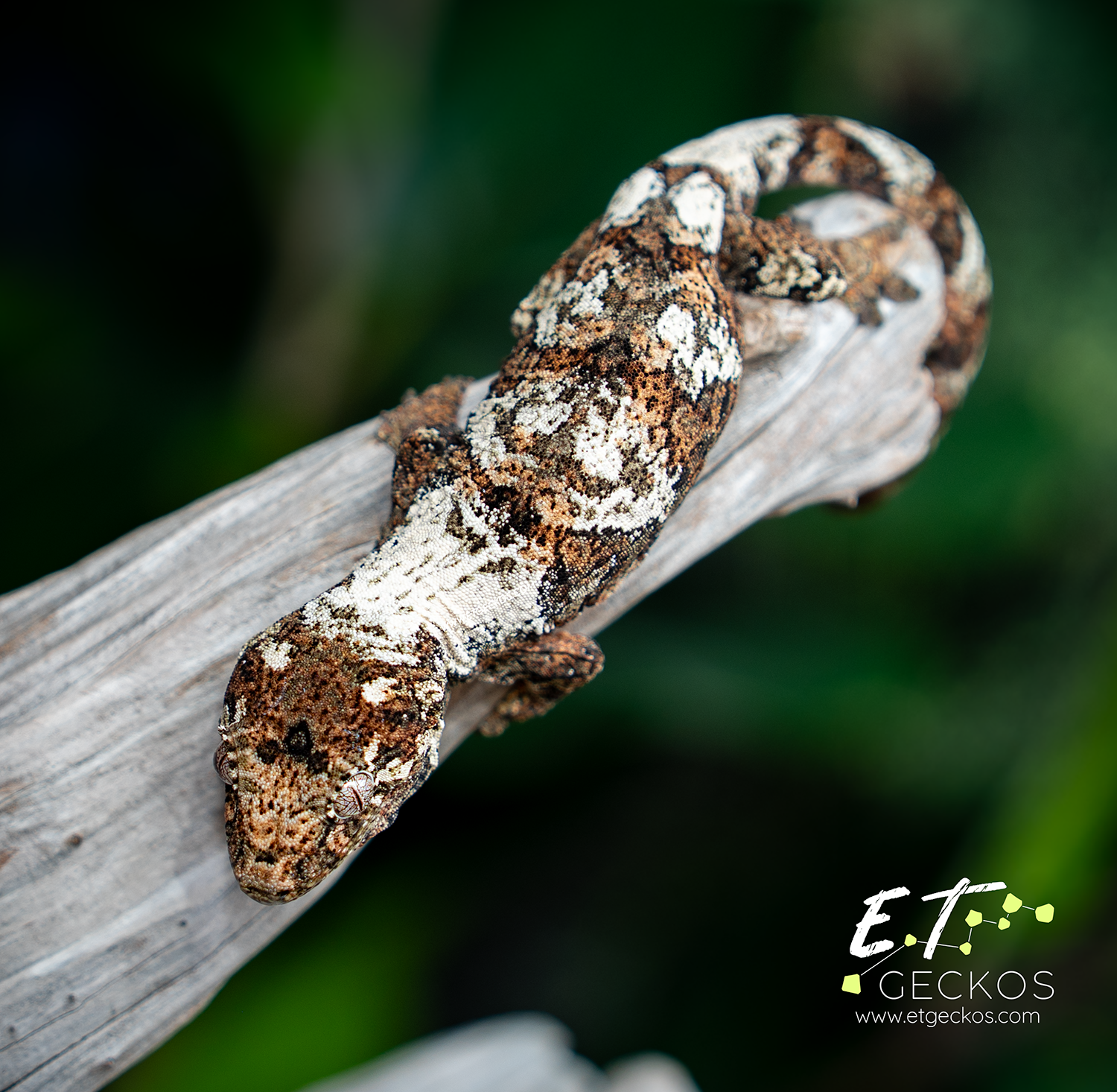 High white chahoua gecko