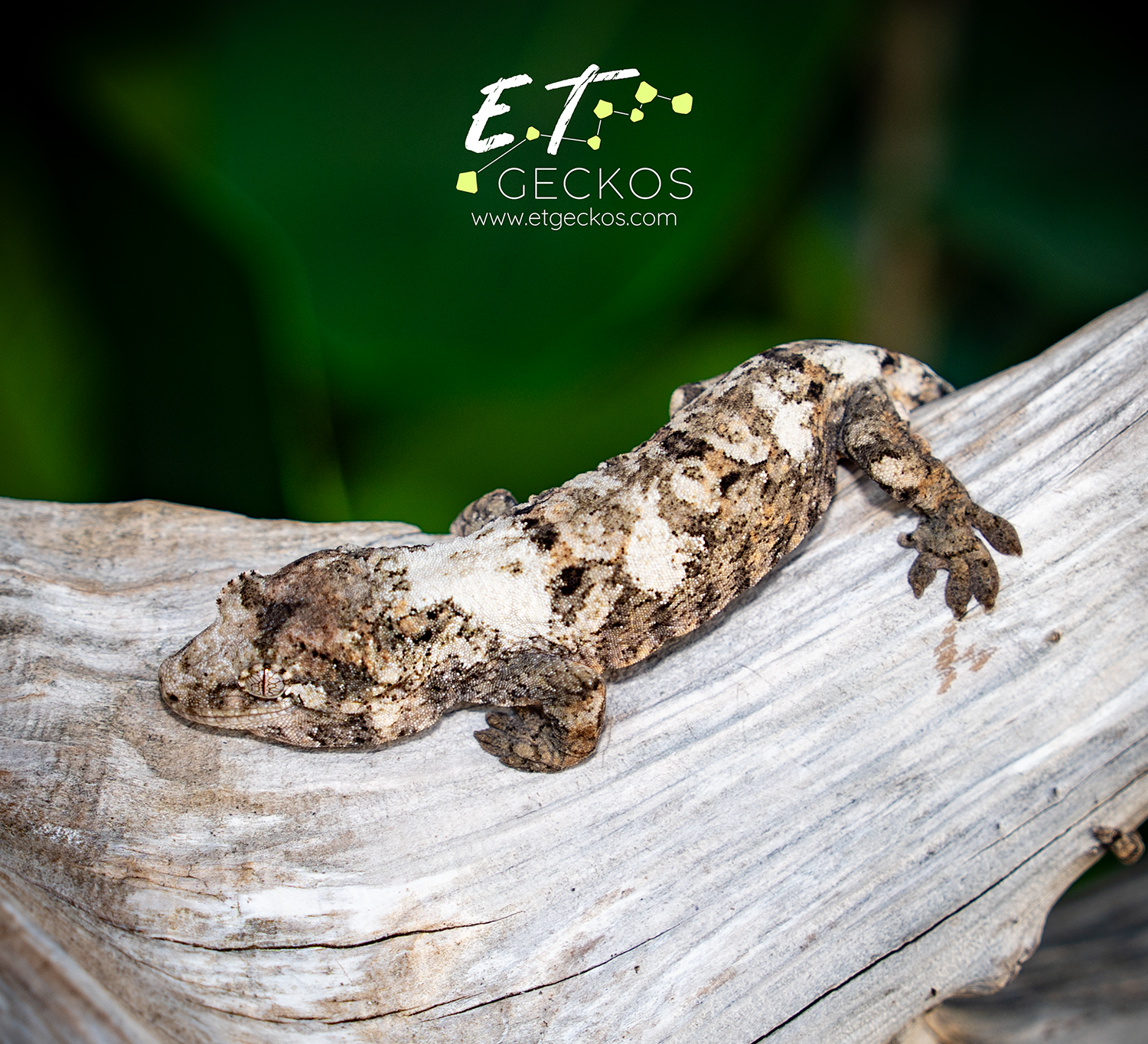 High white pine island chahoua