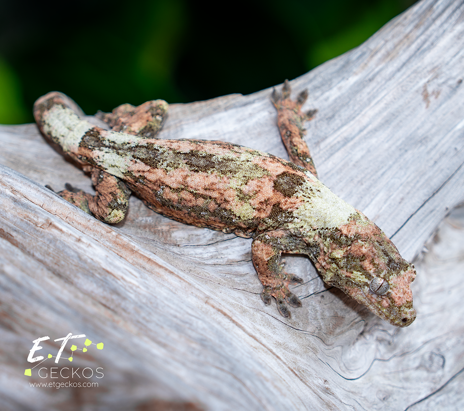 White collar pine island chahoua