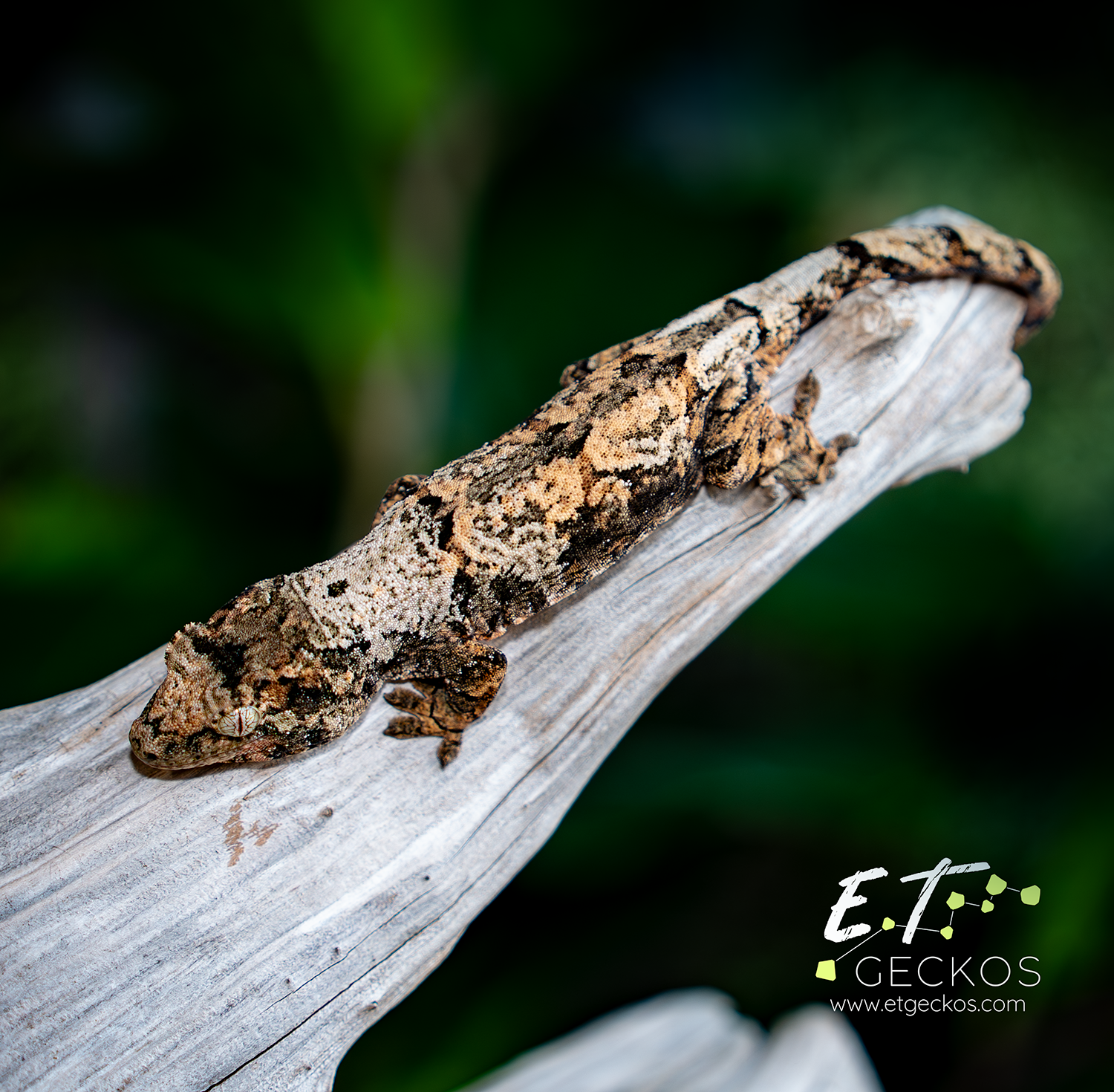 High white colorful chahoua