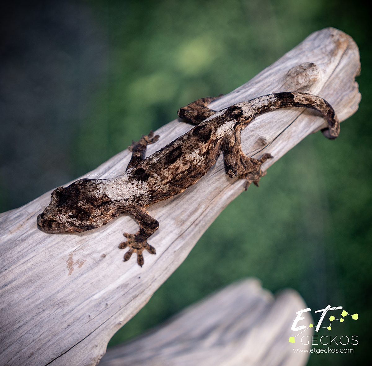 V collar chahoua baby