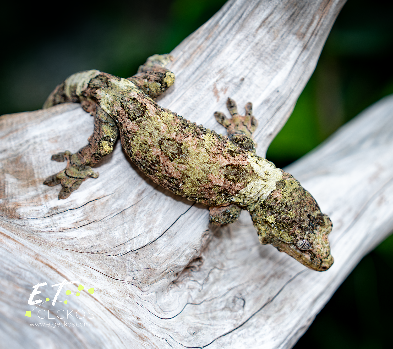 White collar pine island chahoua