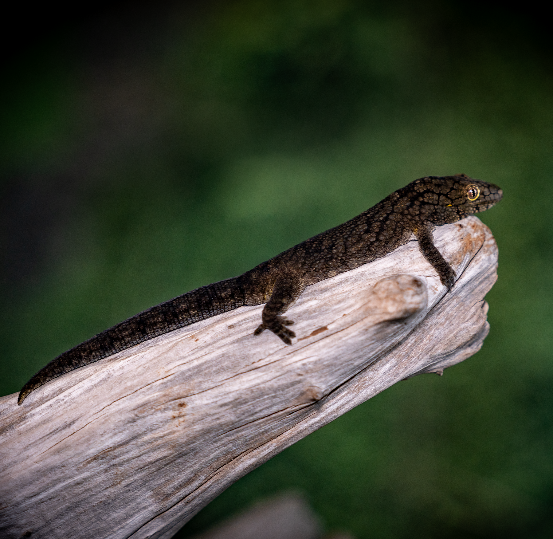 Chameleon Gecko - E. Vieillardi Female