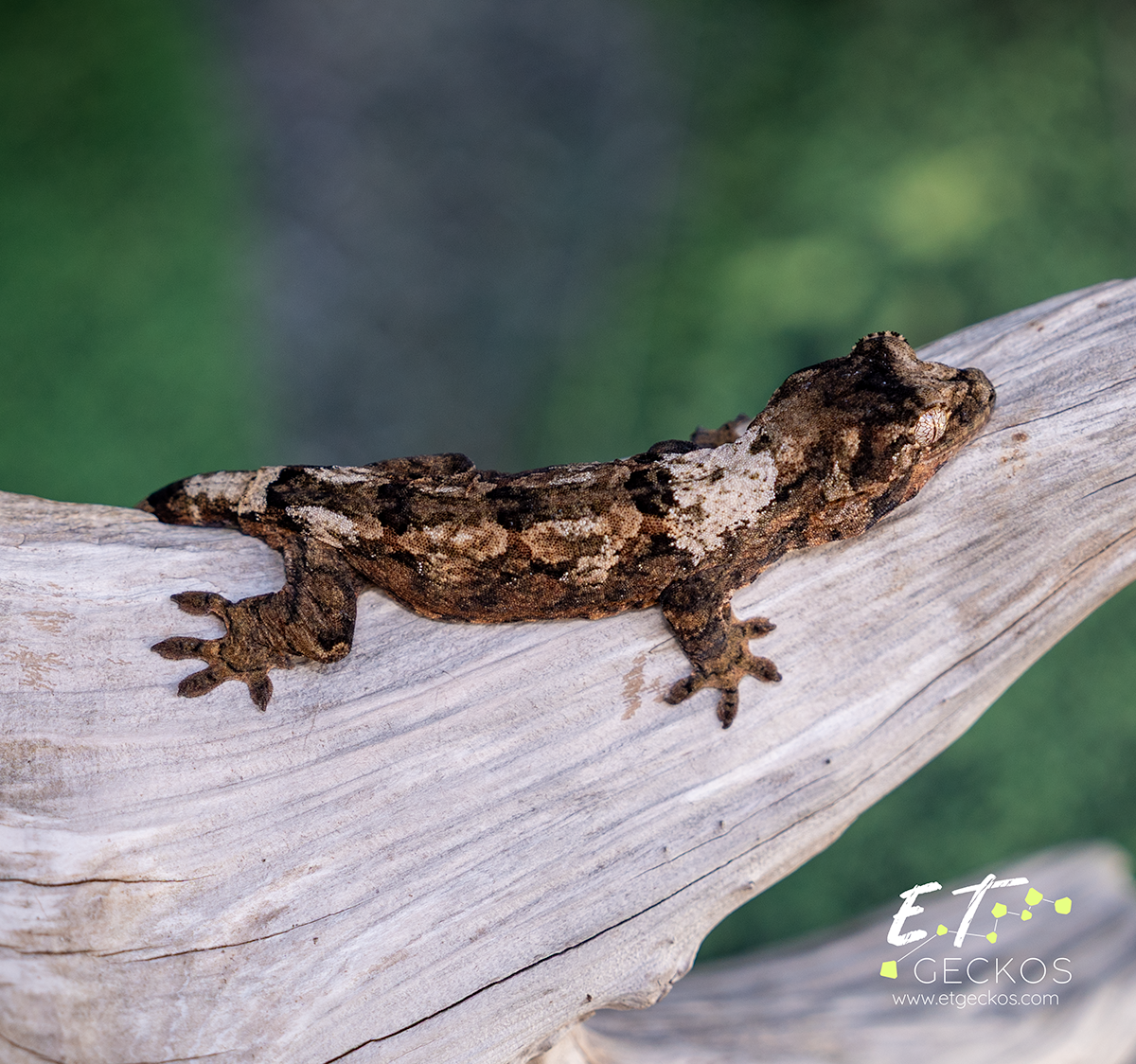 Young male chahoua gecko