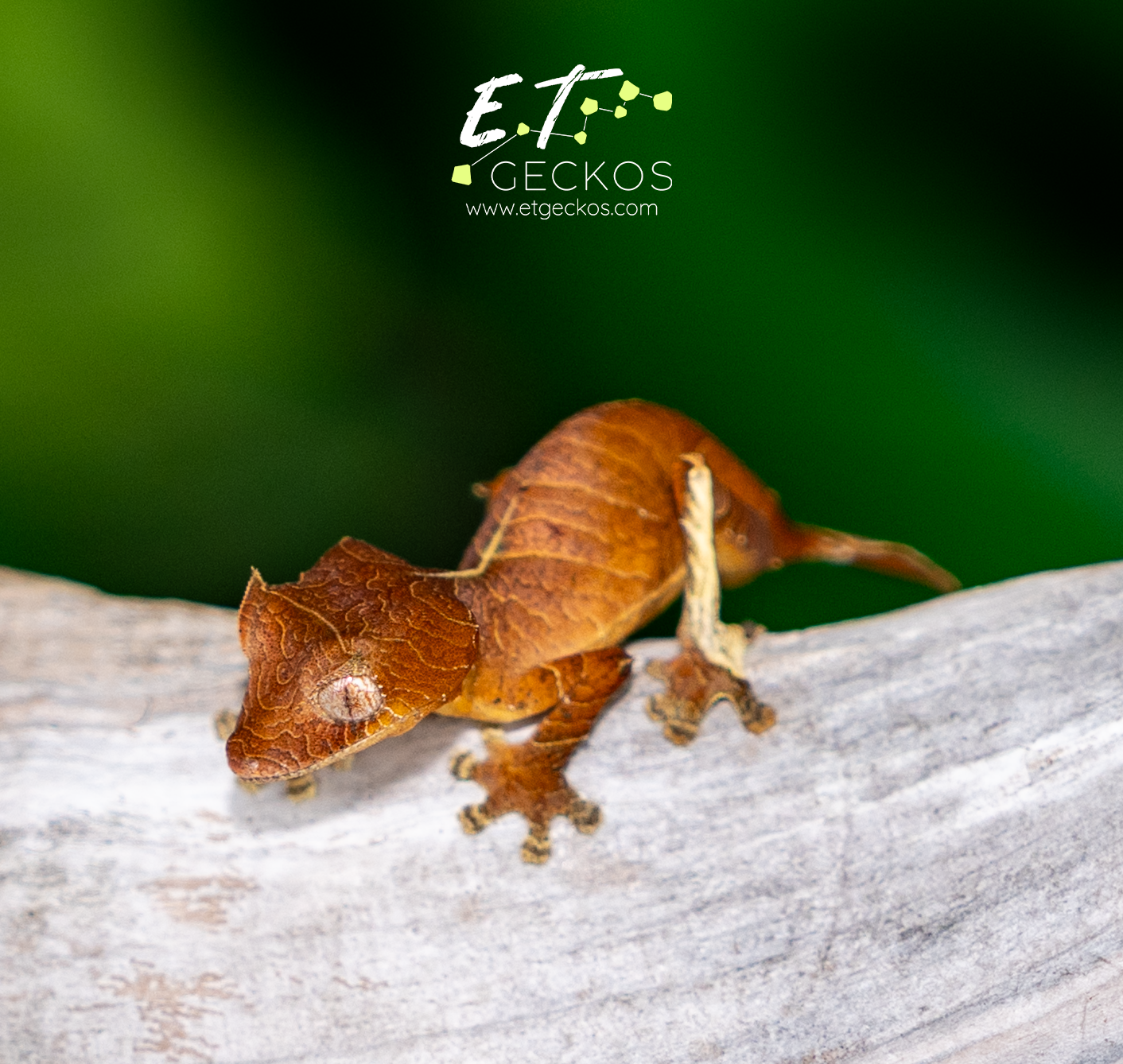 Red U. ebenaui female