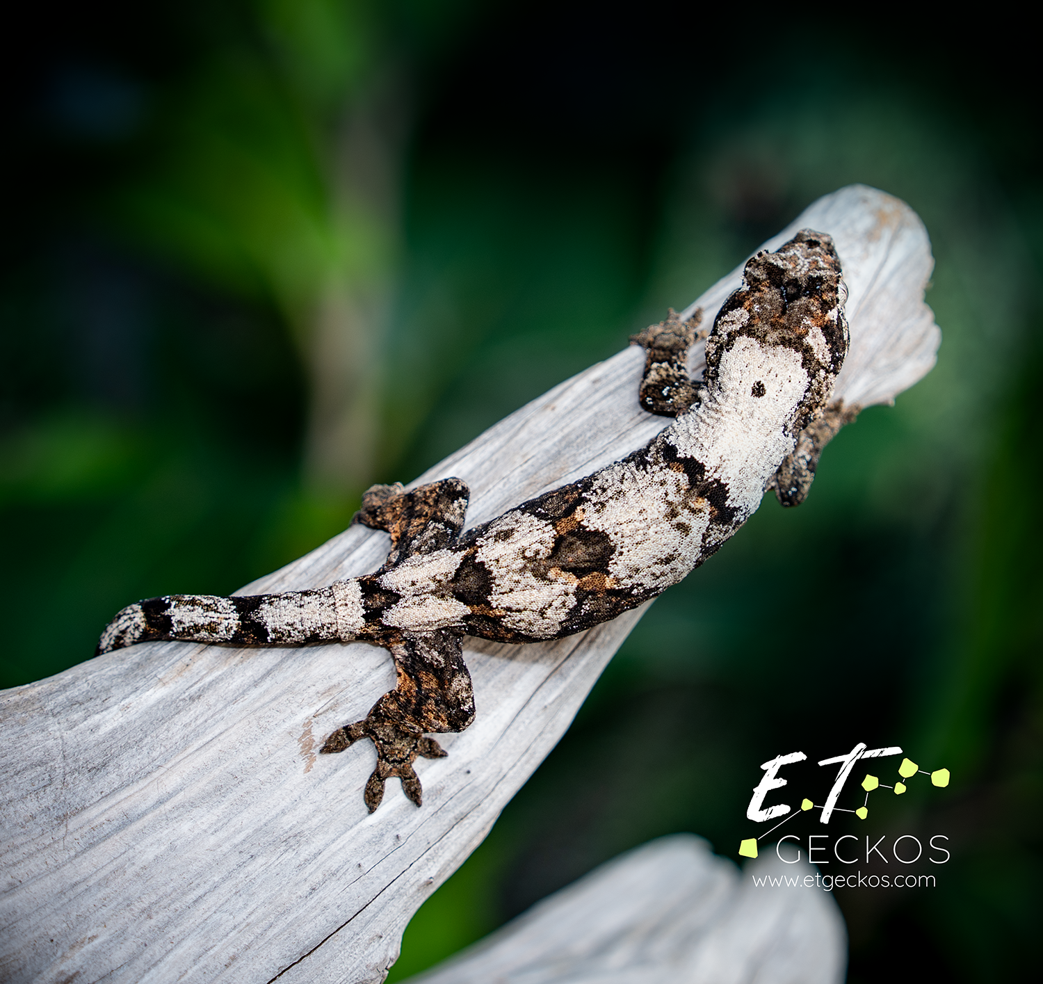 Super high white chahoua gecko