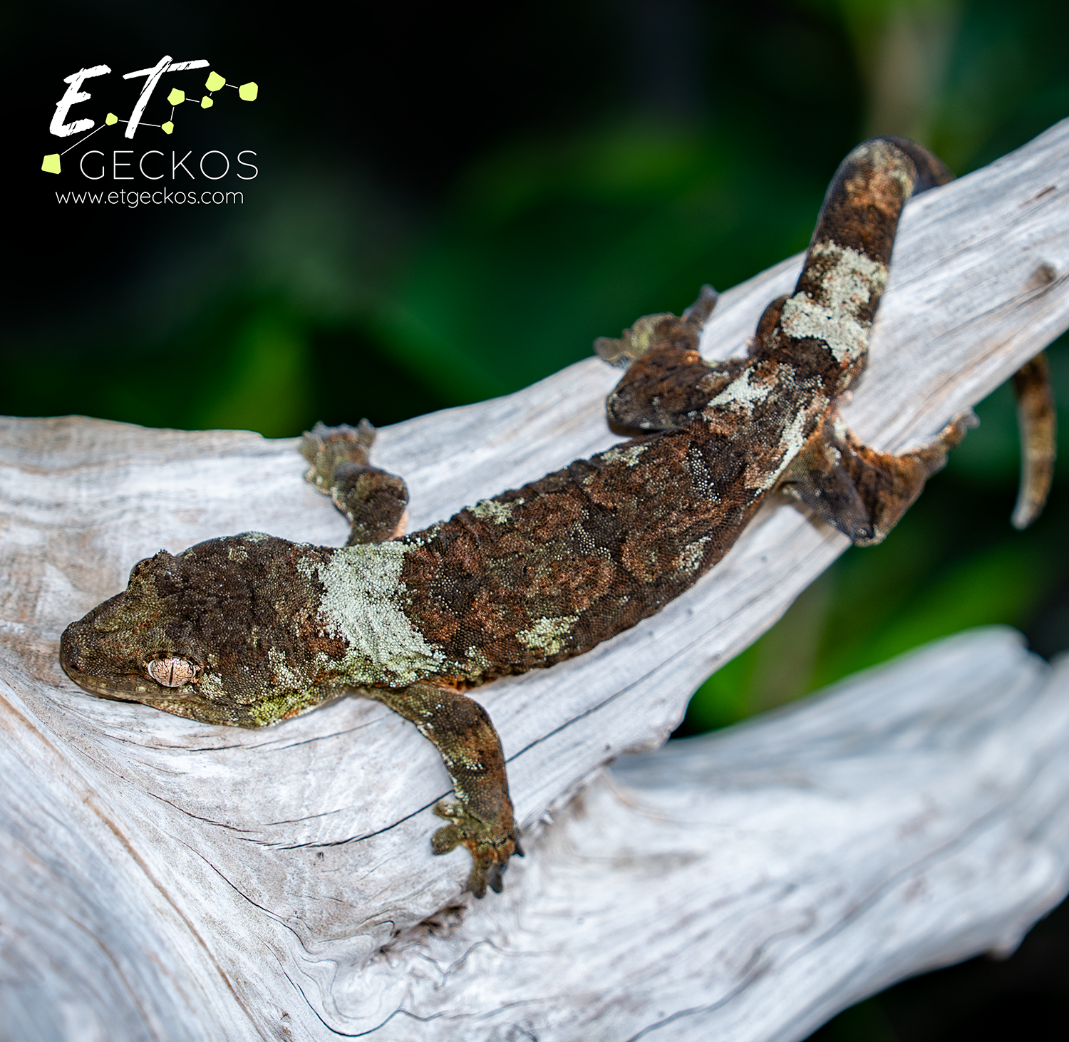 White Collar Male chahoua