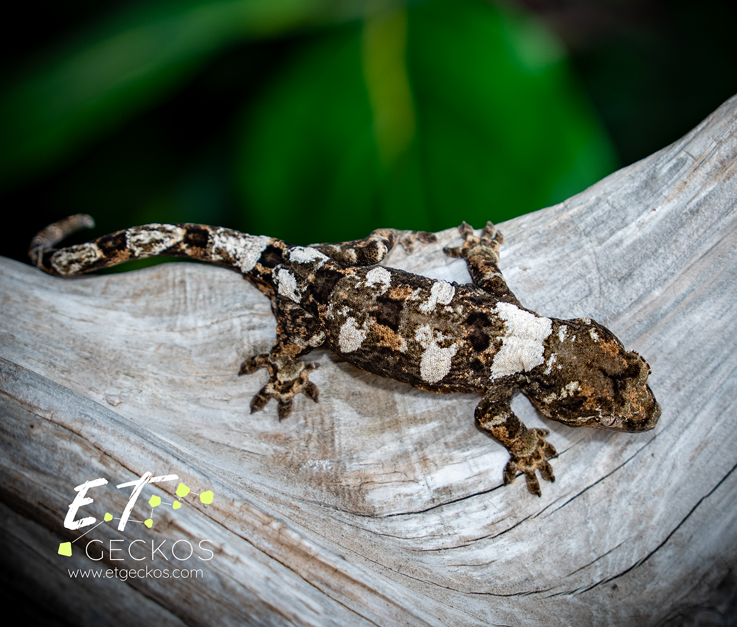 High white chahoua gecko