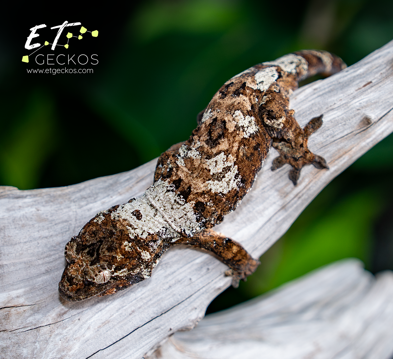 Super High White chahoua gecko