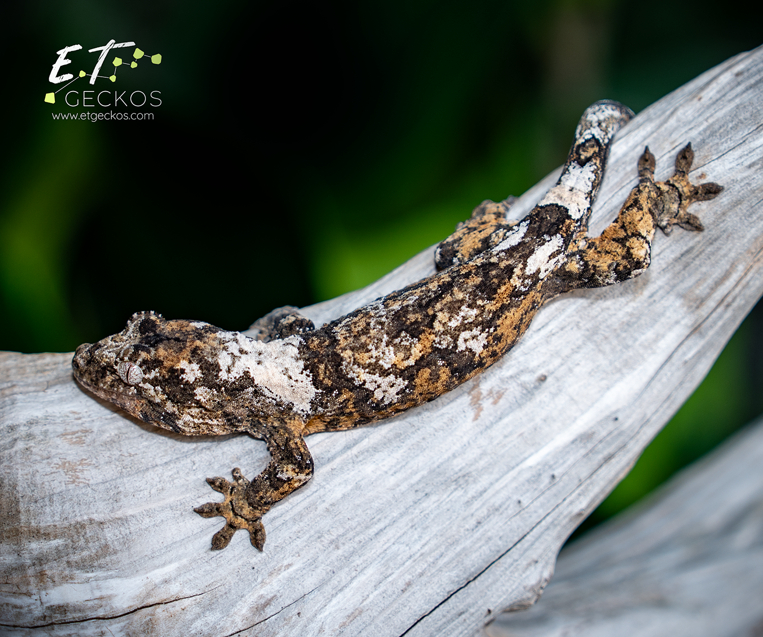 High white chahoua gecko