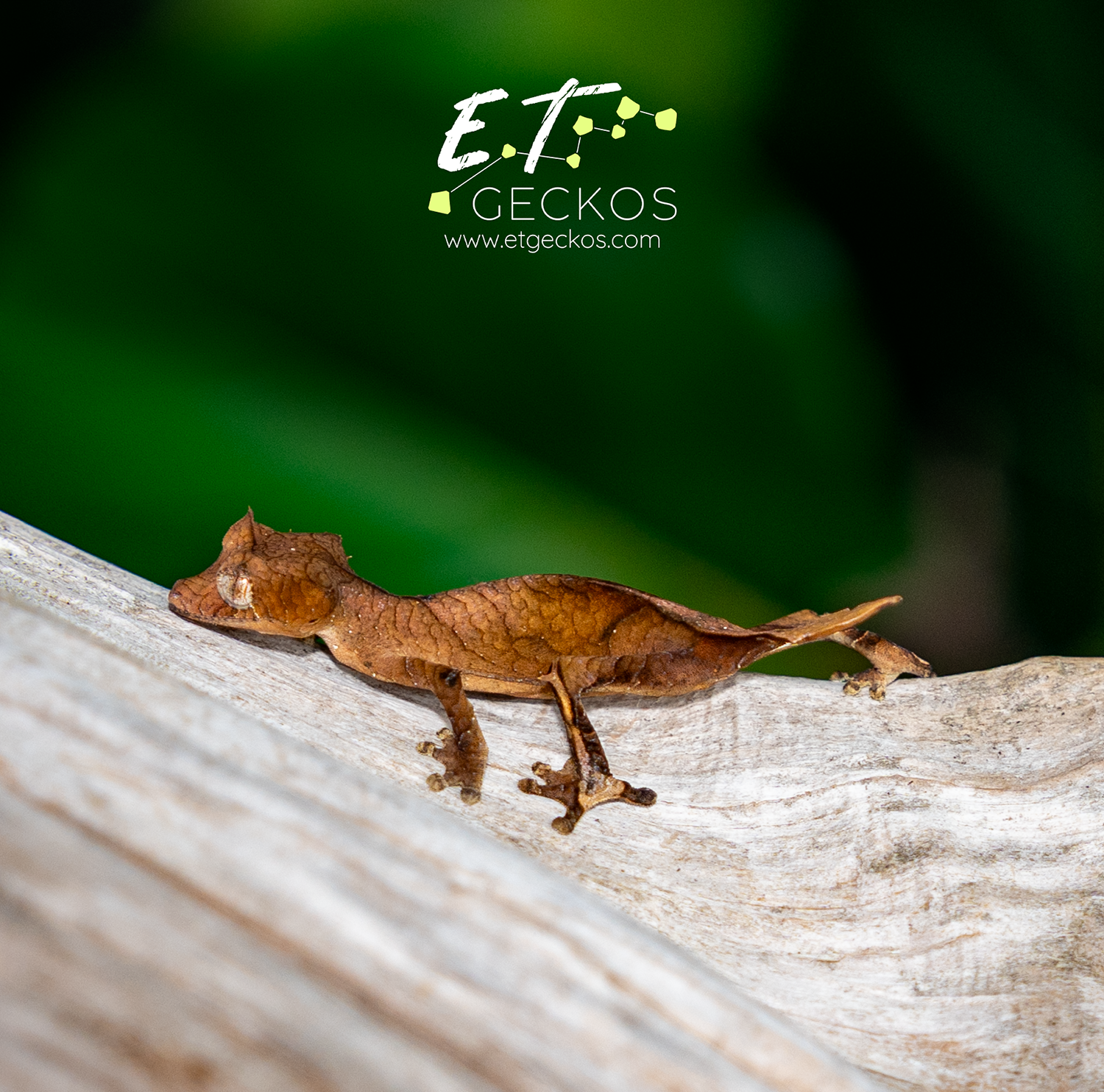 Uroplatus ebenaui gecko