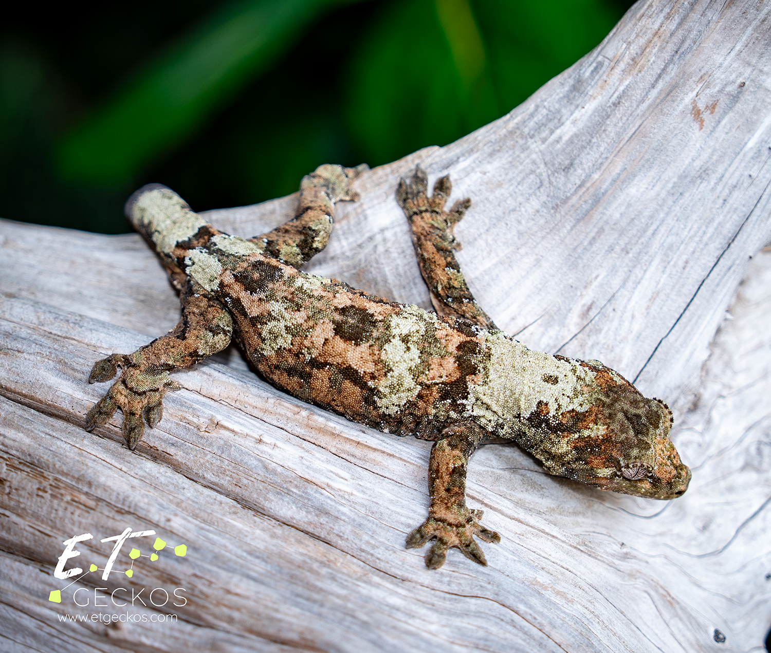 High white chahoua male