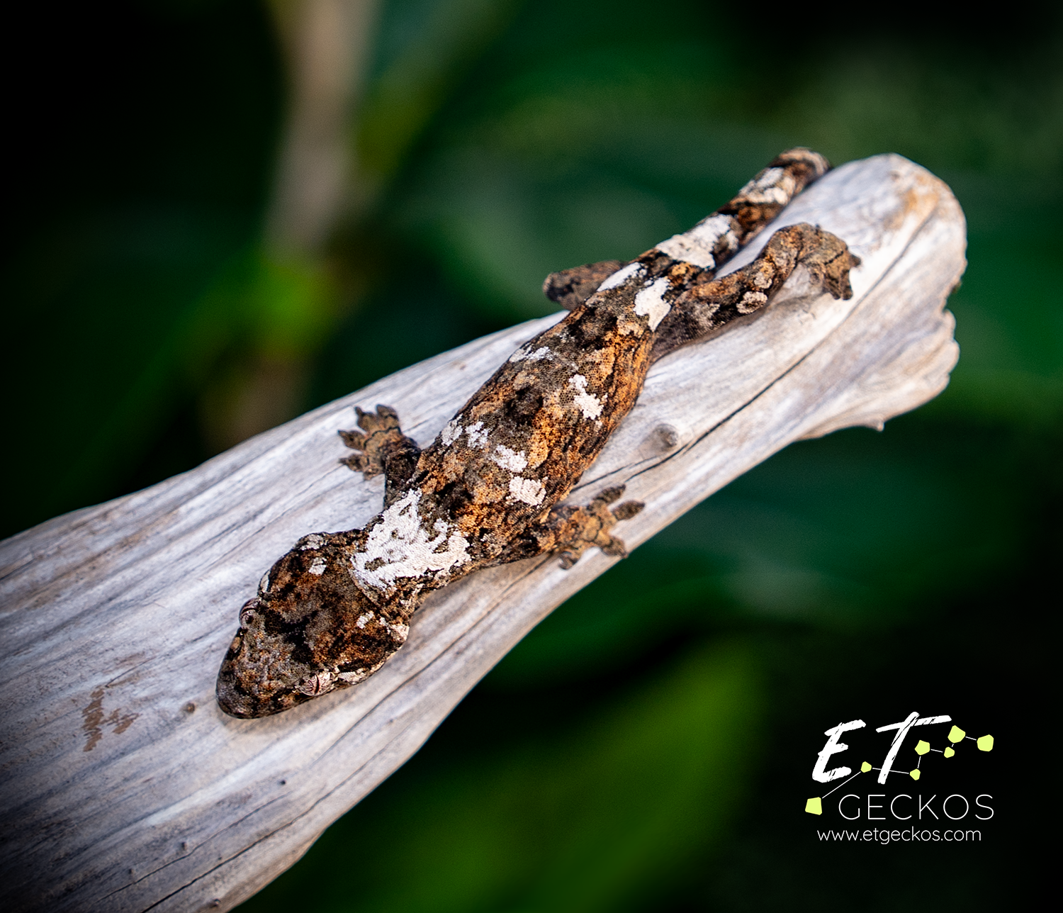 High white male chahoua