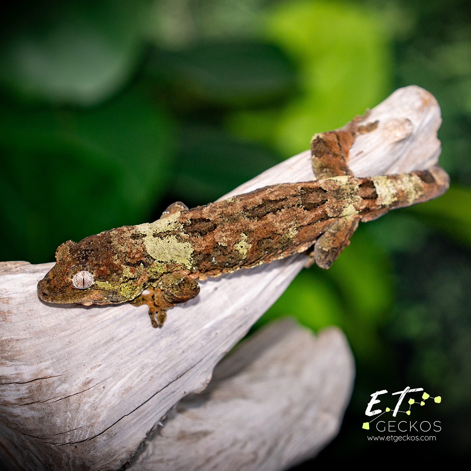 Proven male pine island chahoua