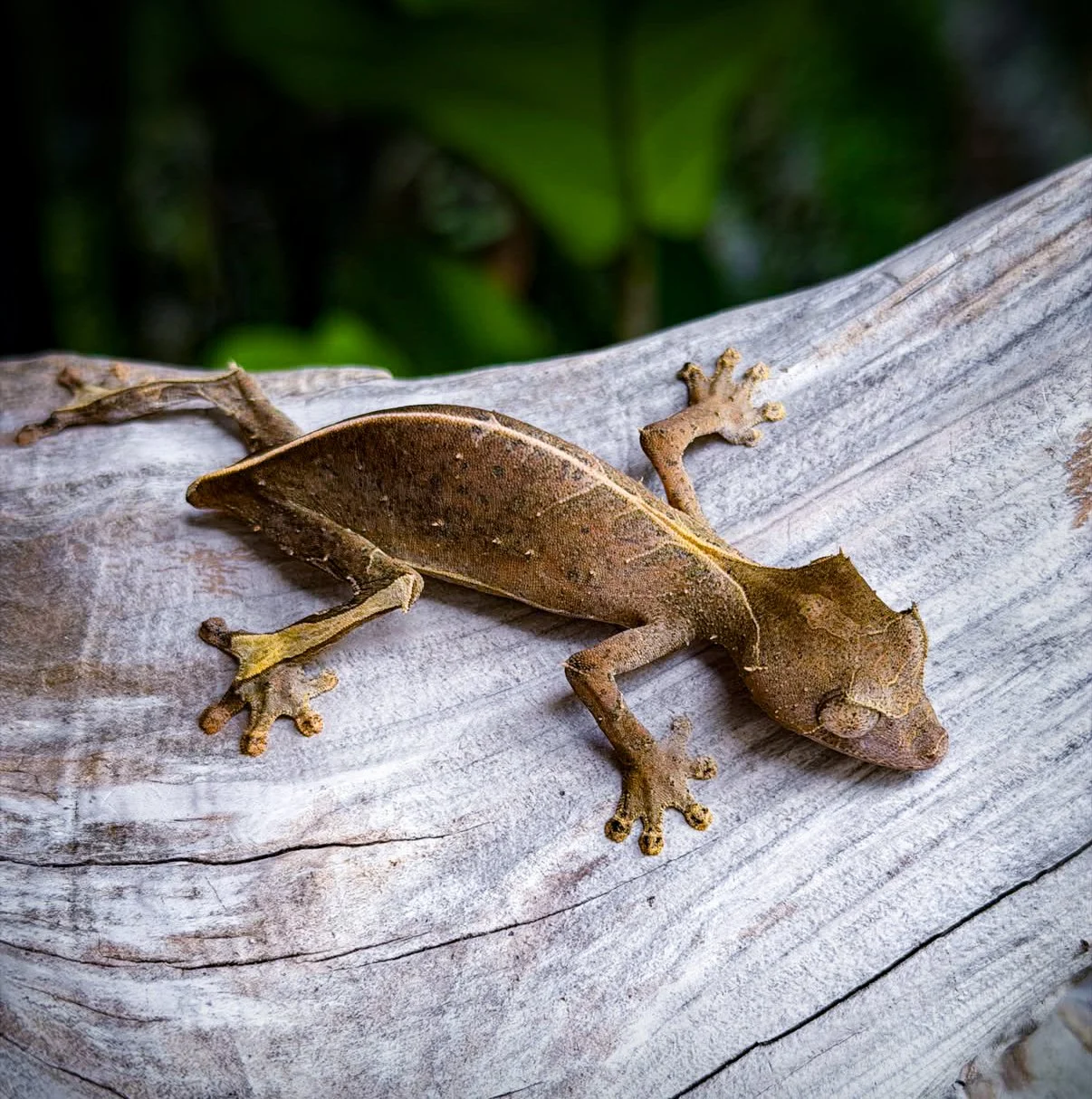 GRAYSON: Uroplatus phantasticus female
Produced by OnlyPhants (Onix x Vena)