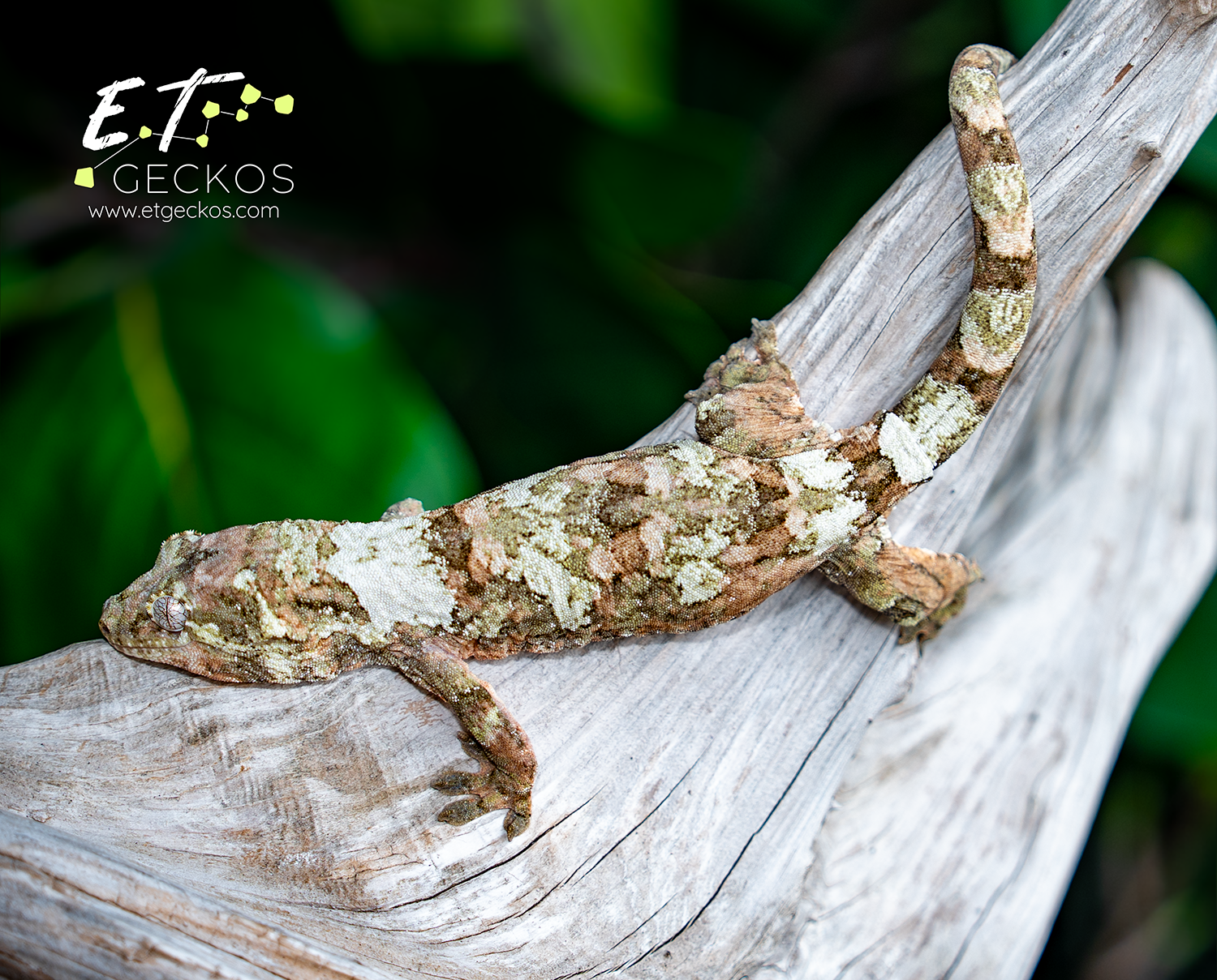 High white pine island chahoua