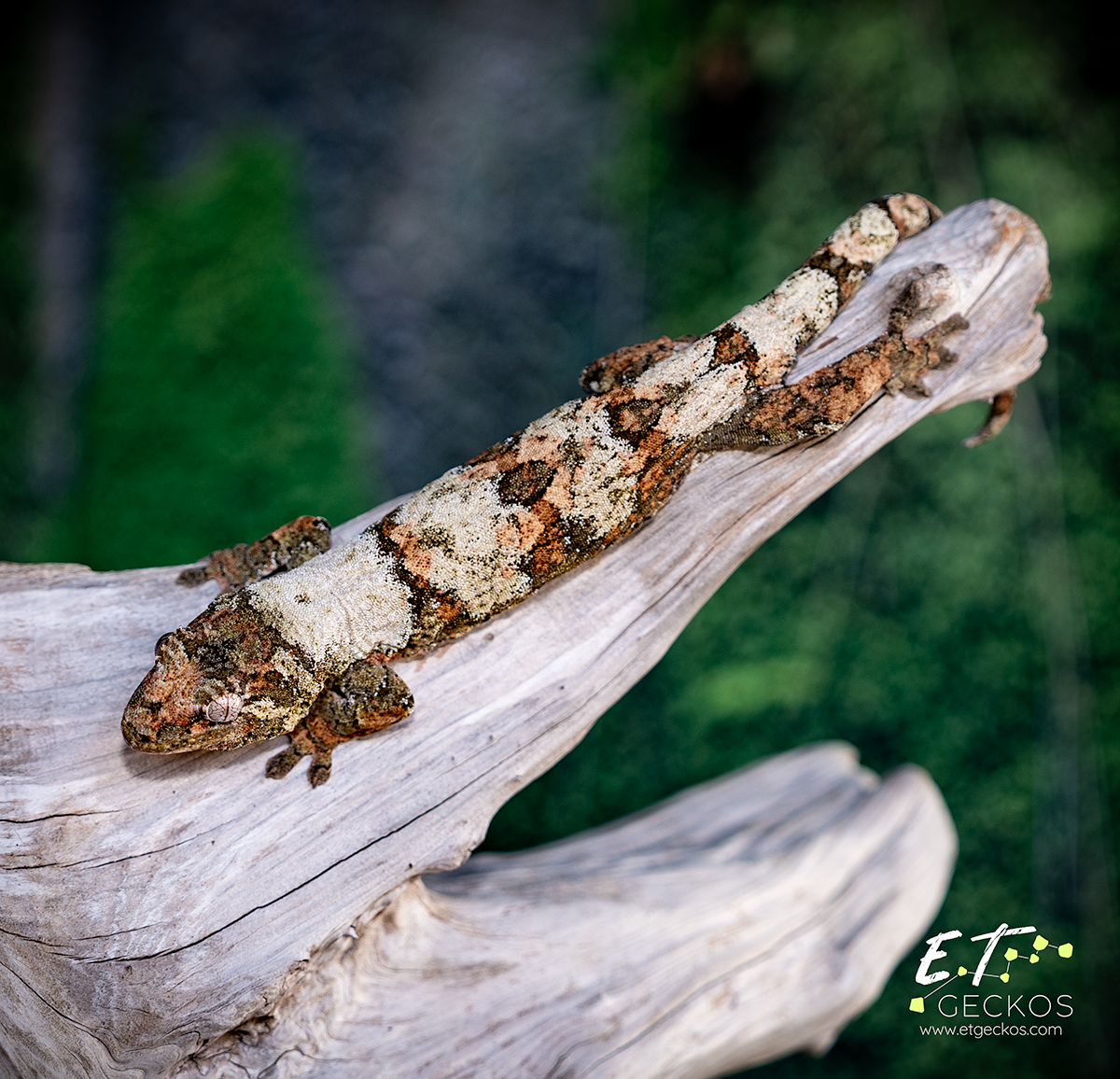 Super high white chahoua female gecko