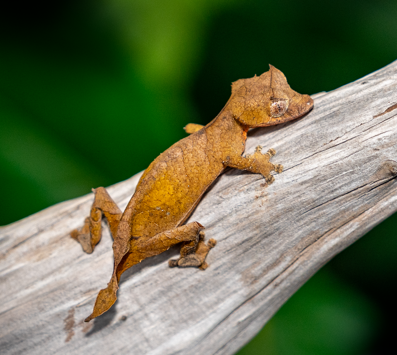 SYRAX: Yellow tail female Uroplatus Ebenaui
Produced by Mt. Olympus - Pairing 1 x 2