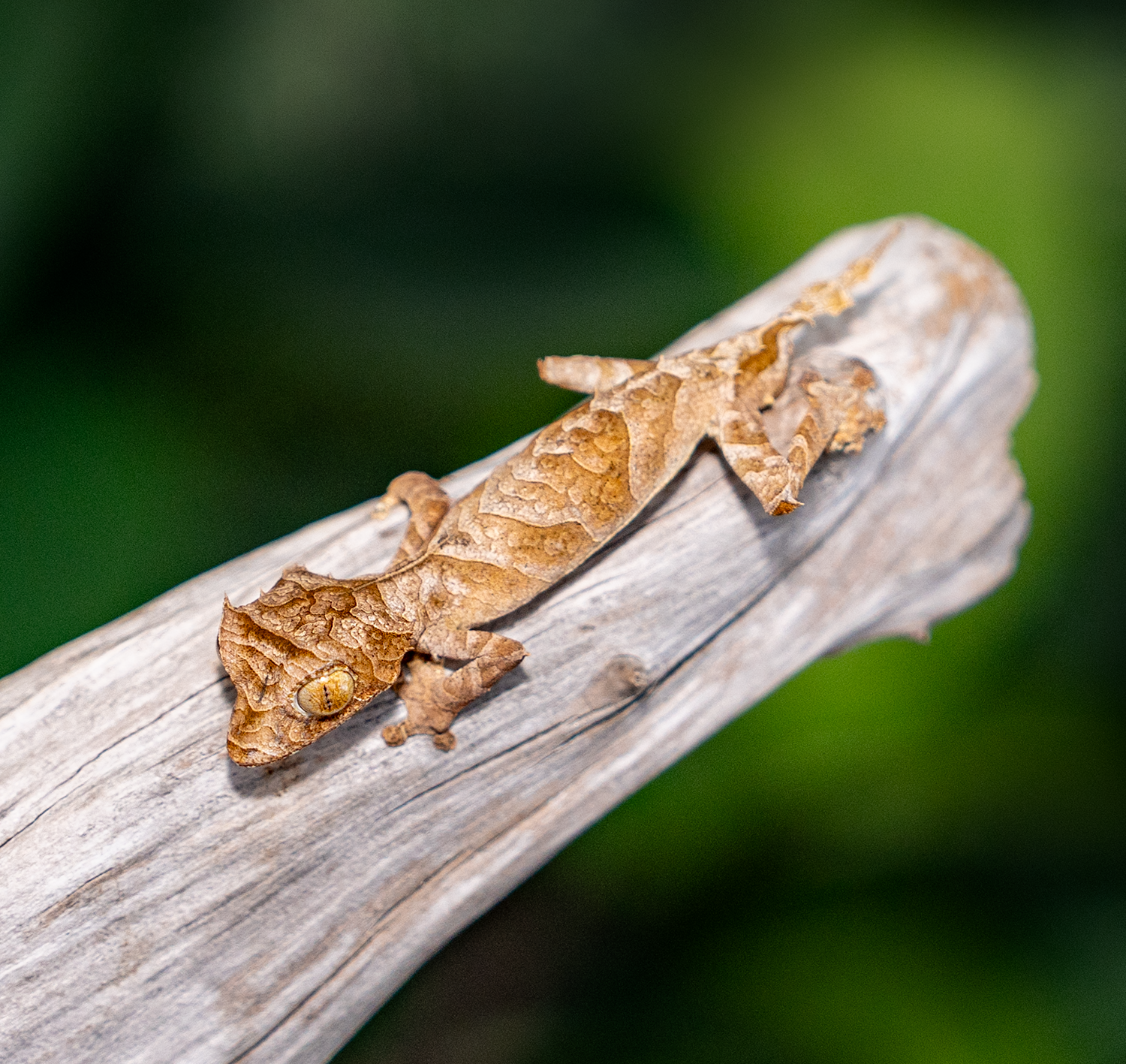 BALERION: Male uroplatus ebenaui
Purchased from Herptime (M2xF2)