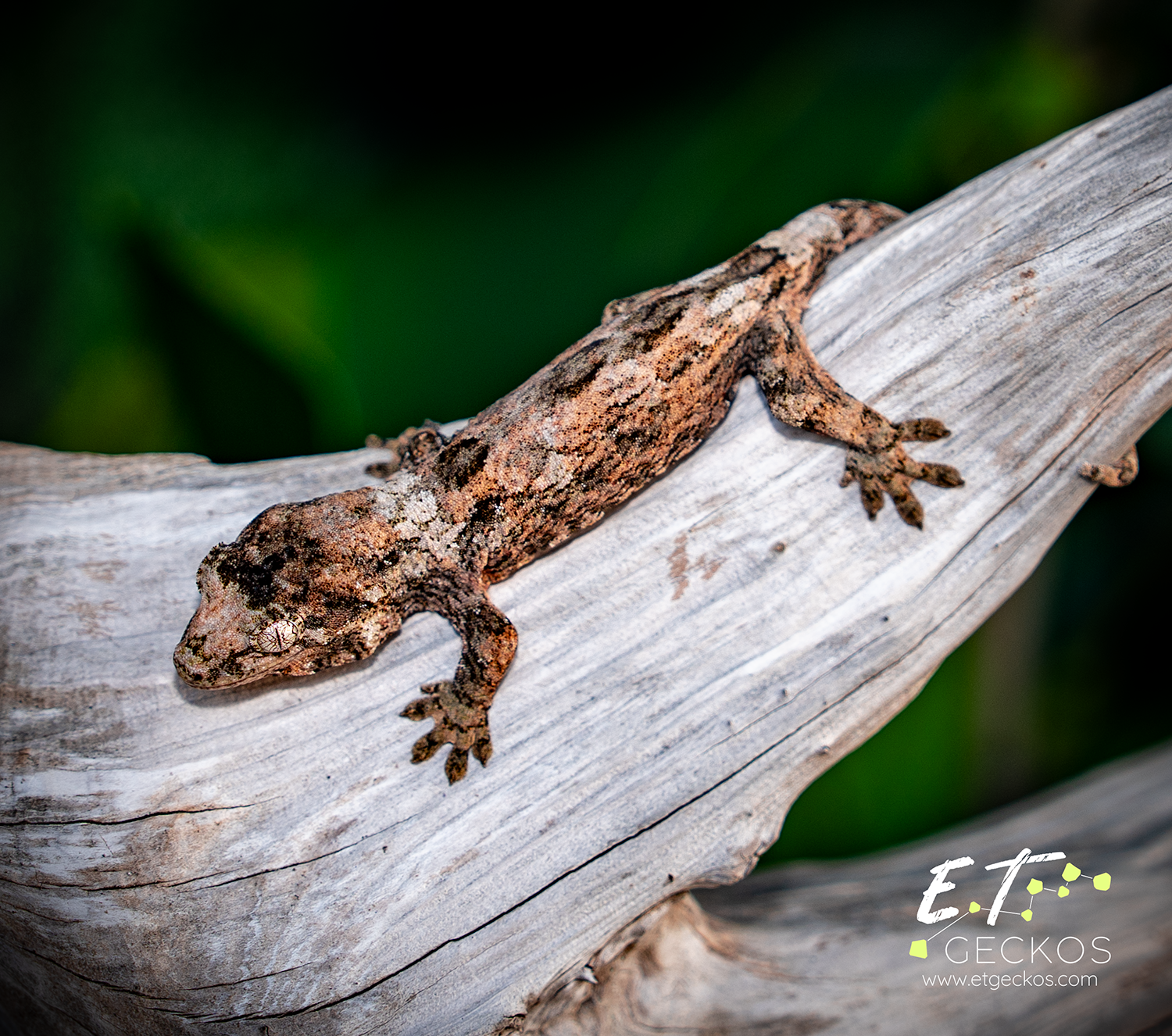 High color pine island chahoua