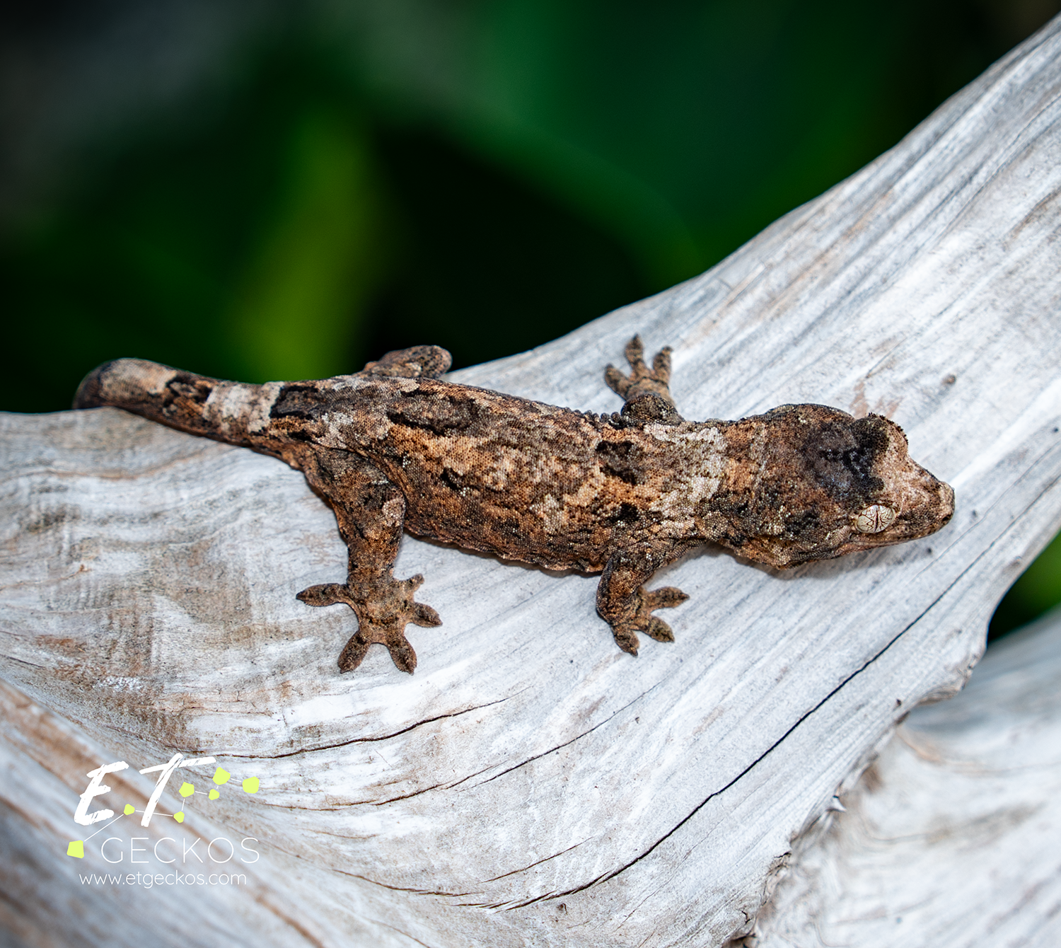 High color chahoua gecko