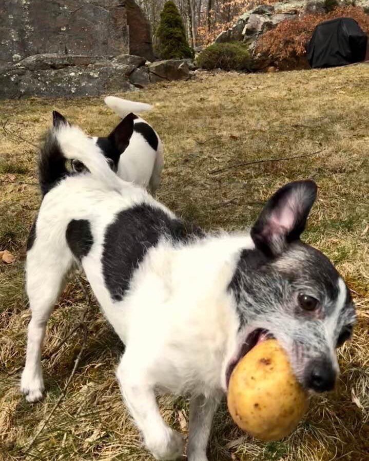{Madeline with a potato she found in the woods.}

Happy ninth birthday to the most precious little dog. Part terrier, part goat, part bear cub&hellip; she&rsquo;s one of the cuddliest, sassiest, smartest, and most ridiculous dogs I&rsquo;ve ever met.