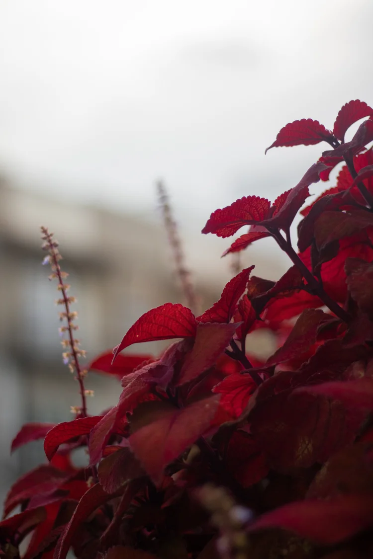 Close-up of red leaves