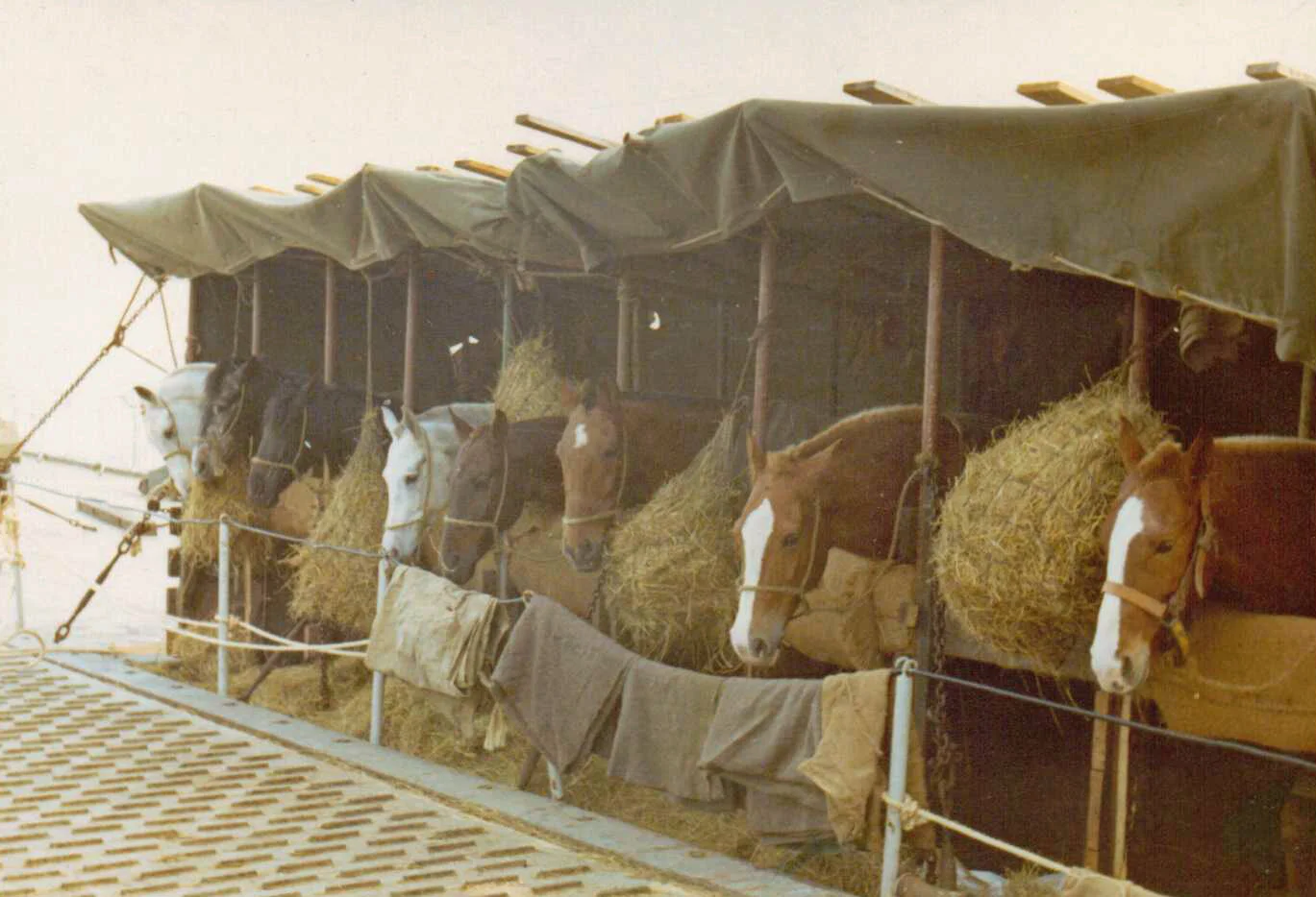 Polo ponies from Malta.jpg