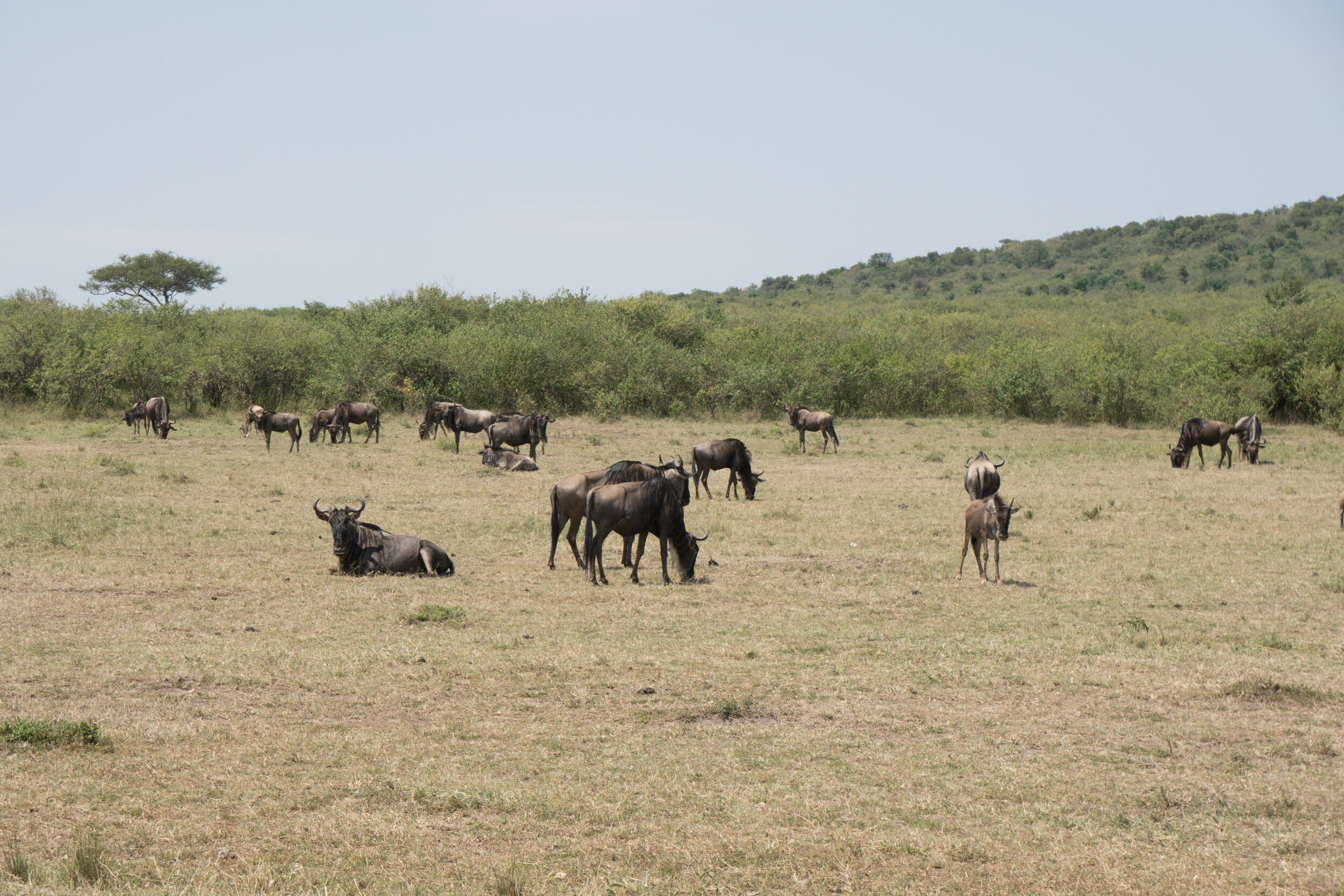 wildebeest_edited.jpg