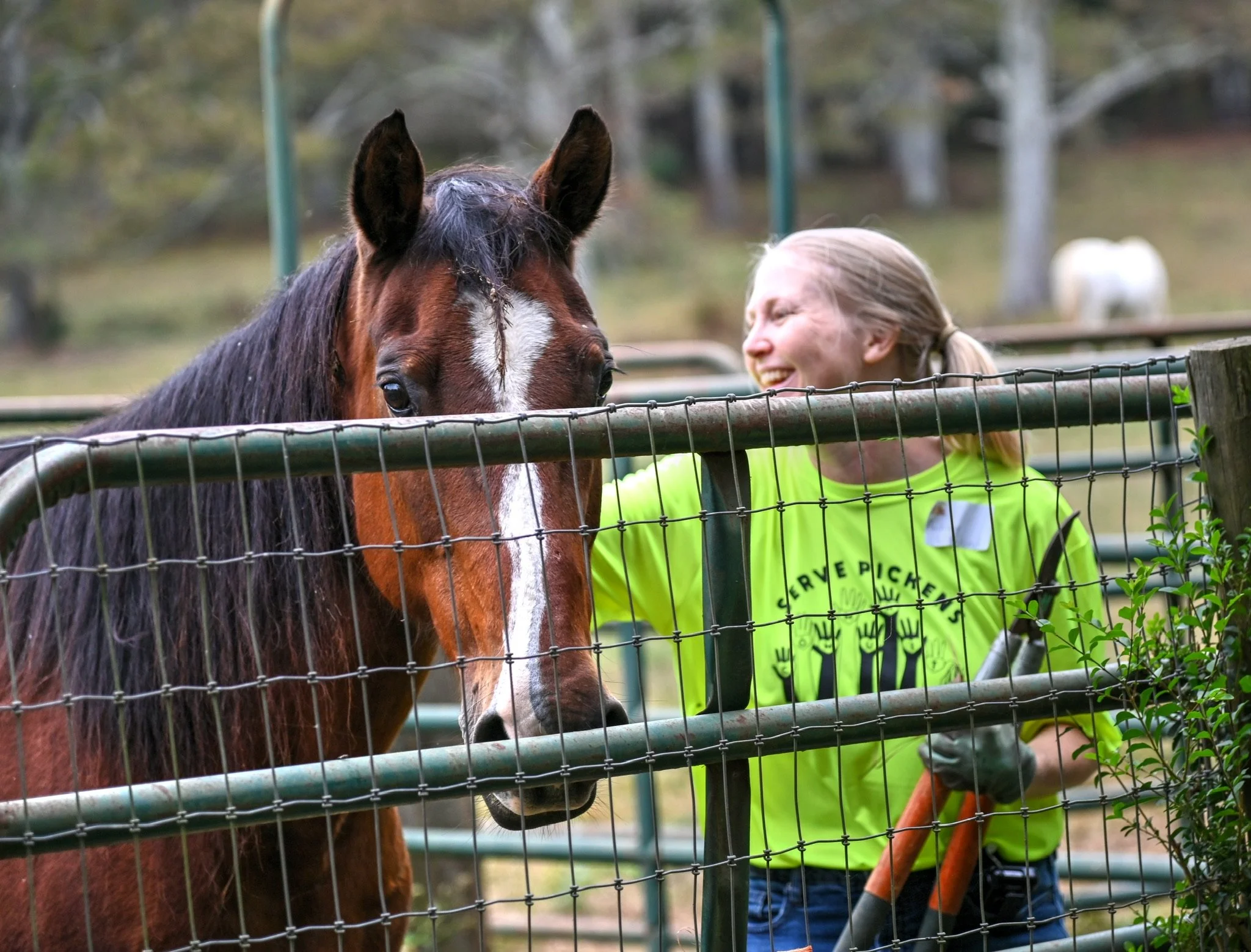 Save the Horses