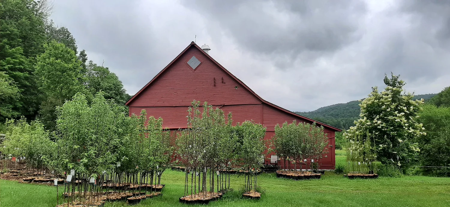 Apple Tree Vermont
