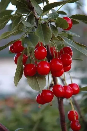 A bunch of Evans Bali cherries on a tree branch