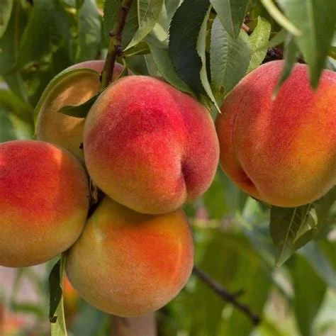Sizes & Pricing: 6-8 feet tall, fruit-bearing age: $250 8-9 feet tall fruit-bearing age and very well branched: $350 Larger trees available