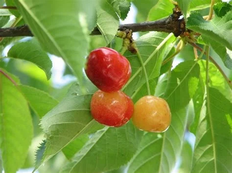 A bunch of ripe Sweet Cherry Pie cherries on a tree branch