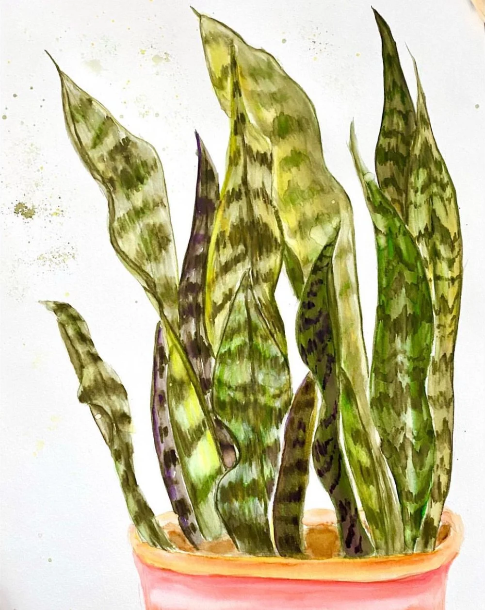 Sansevieria, Watercolor on Paper, 8" x 8"