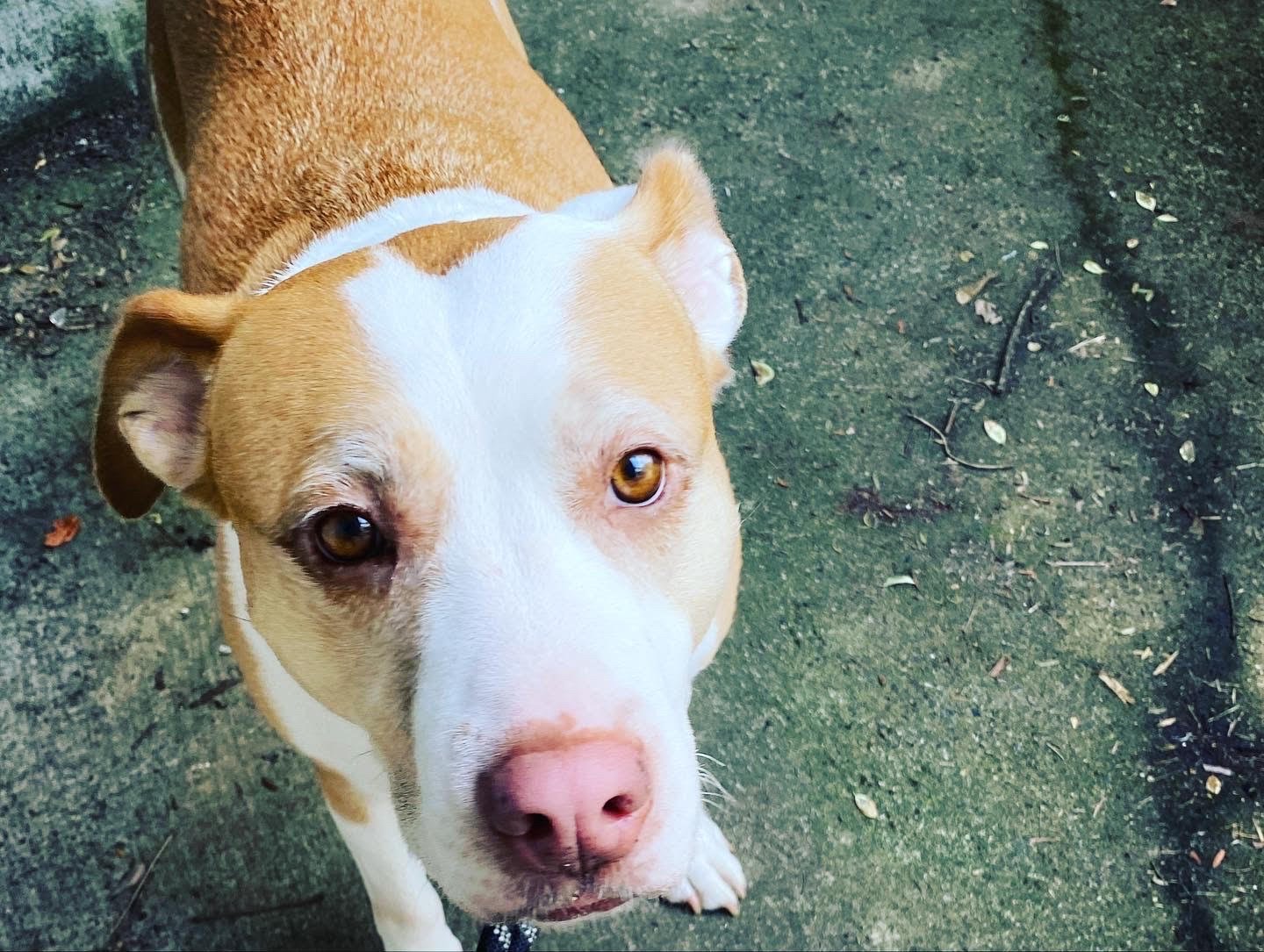 Dogs.jpg
