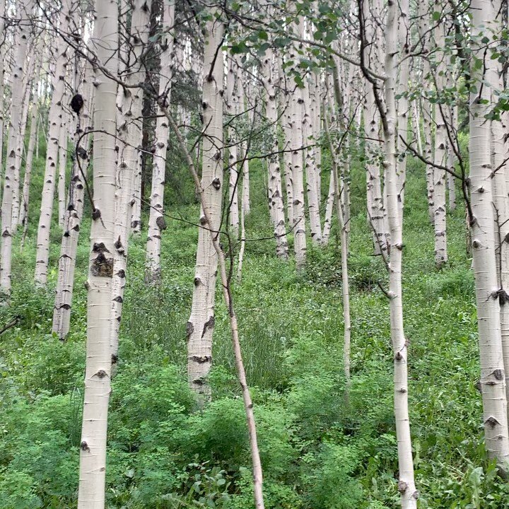 My new favorite vision therapy tool&hellip;.An aspen grove. 
Widening my gaze. 
Relaxing. 
Inhale. Exhale. 
Becoming part of the space. 
Then&hellip;&hellip;✨